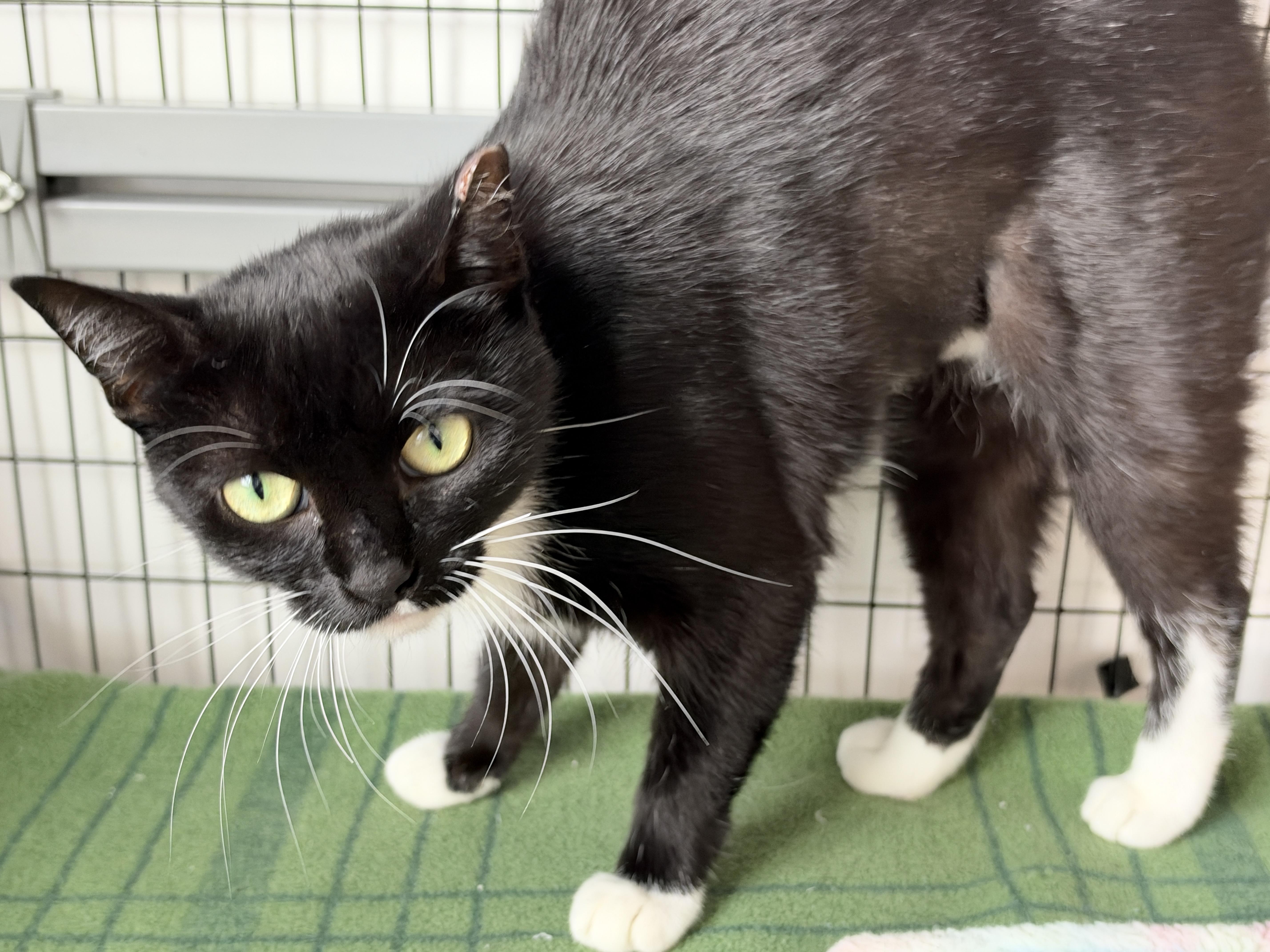Enlarge Aphrodite, a Adoptable American Shorthair in Hull, MA image 3/4