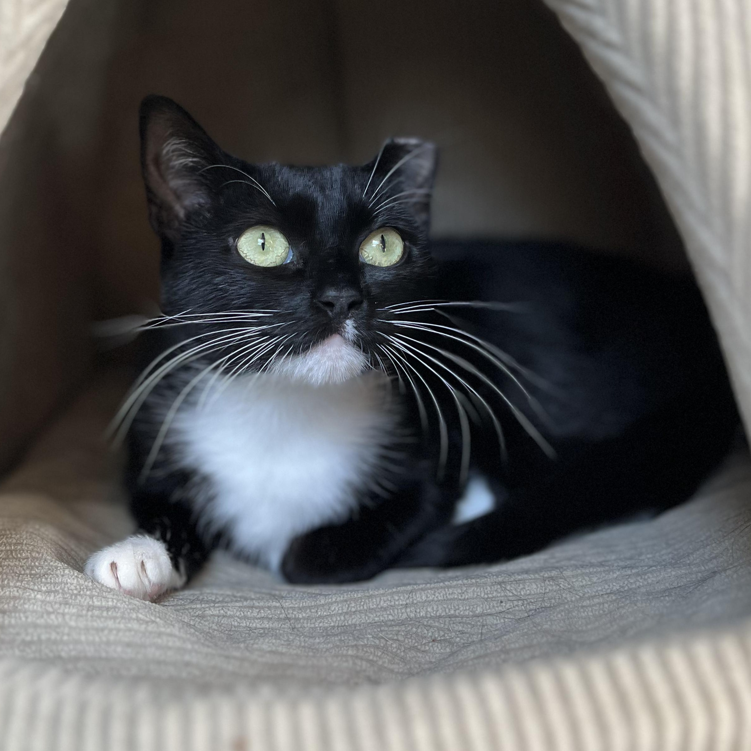 Aphrodite, Adopted, Adult Female American Shorthair.