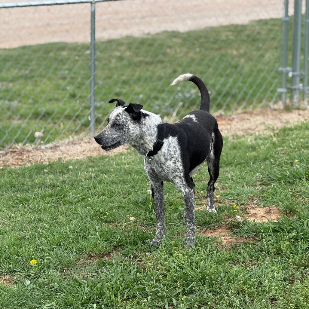 Enlarge Marty, a Adoptable Mixed Breed in Pauls Valley, OK image 1/5