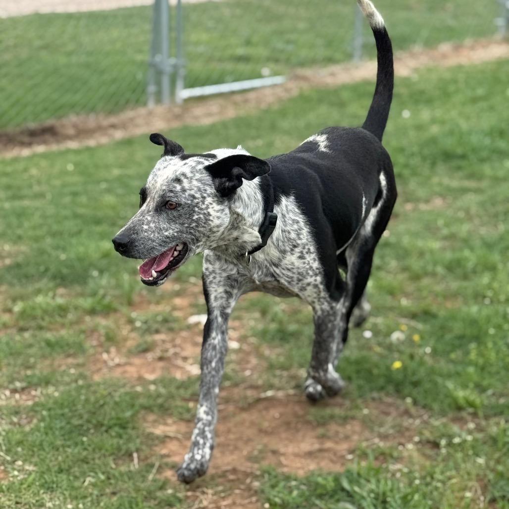 Enlarge Marty, a Adoptable Mixed Breed in Pauls Valley, OK image 2/5