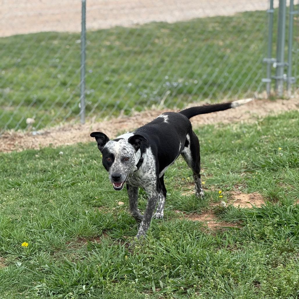 Enlarge Marty, a Adoptable Mixed Breed in Pauls Valley, OK image 3/5