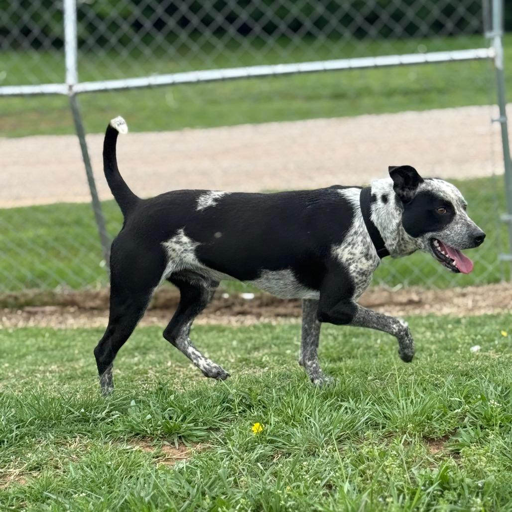 Enlarge Marty, a Adoptable Mixed Breed in Pauls Valley, OK image 4/5
