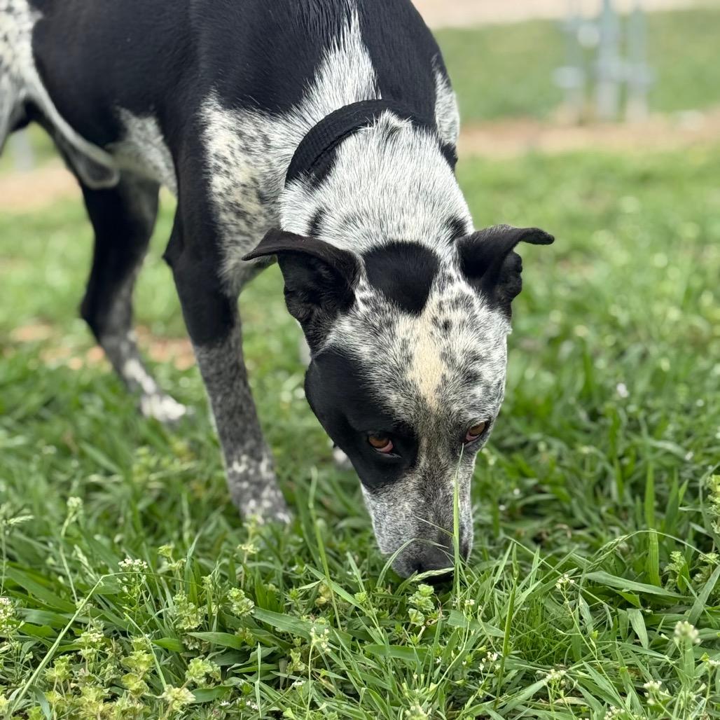 Enlarge Marty, a Adoptable Mixed Breed in Pauls Valley, OK image 5/5