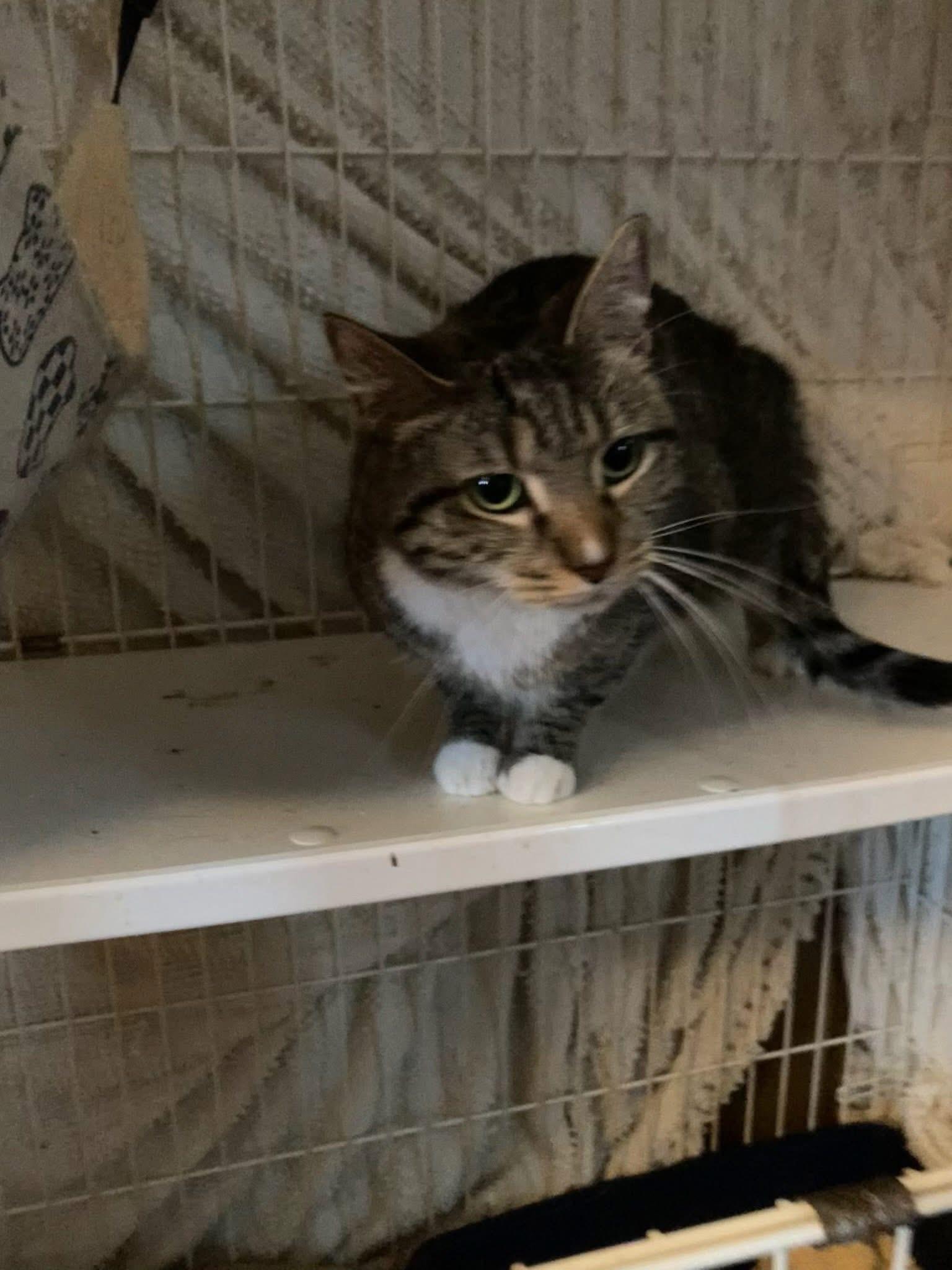 Enlarge Daisy, a ADOPTABLE Domestic Medium Hair in Fincastle, VA image 1/1