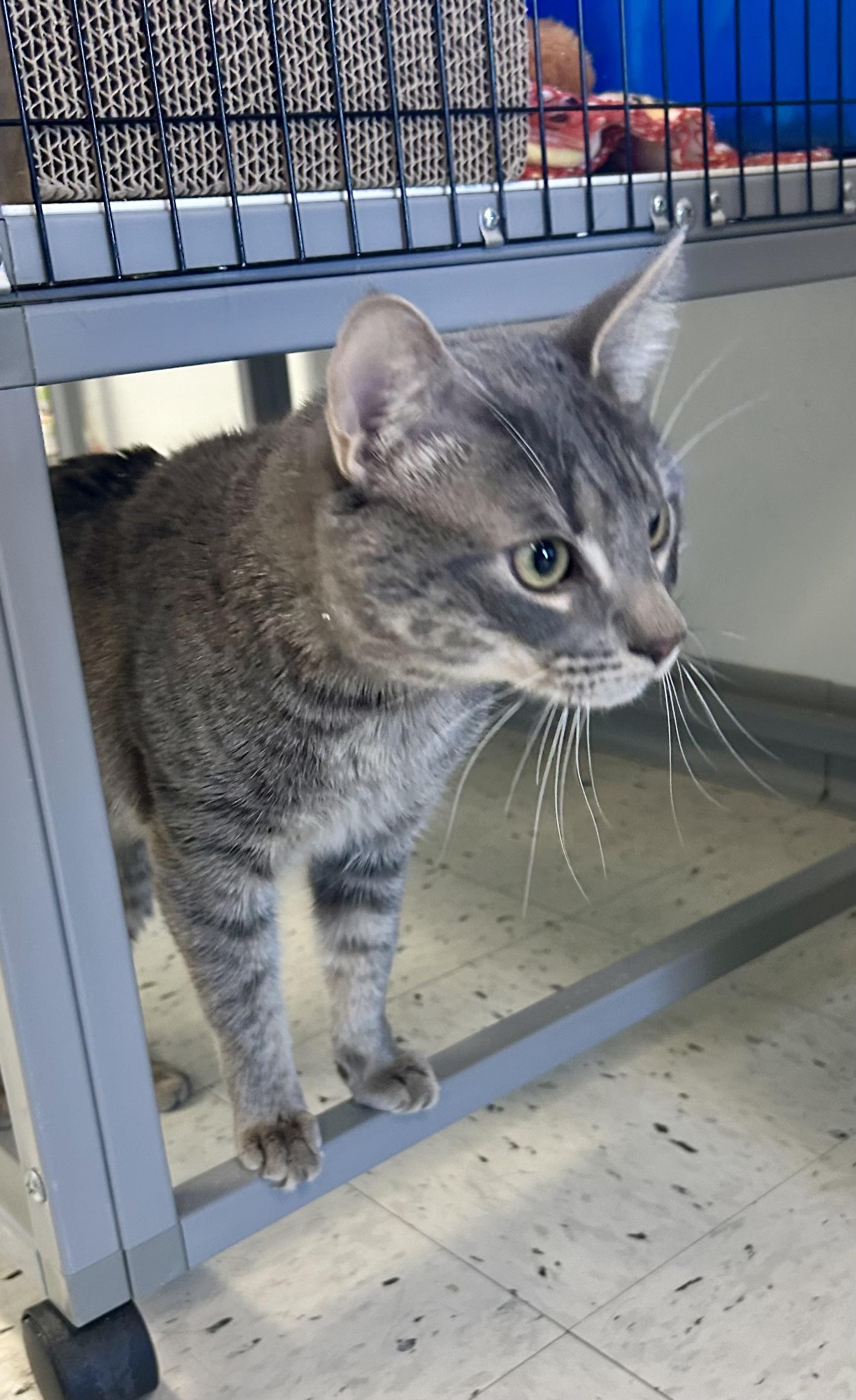 Enlarge Spoons , a ADOPTABLE Domestic Short Hair in Providence, RI image 4/6