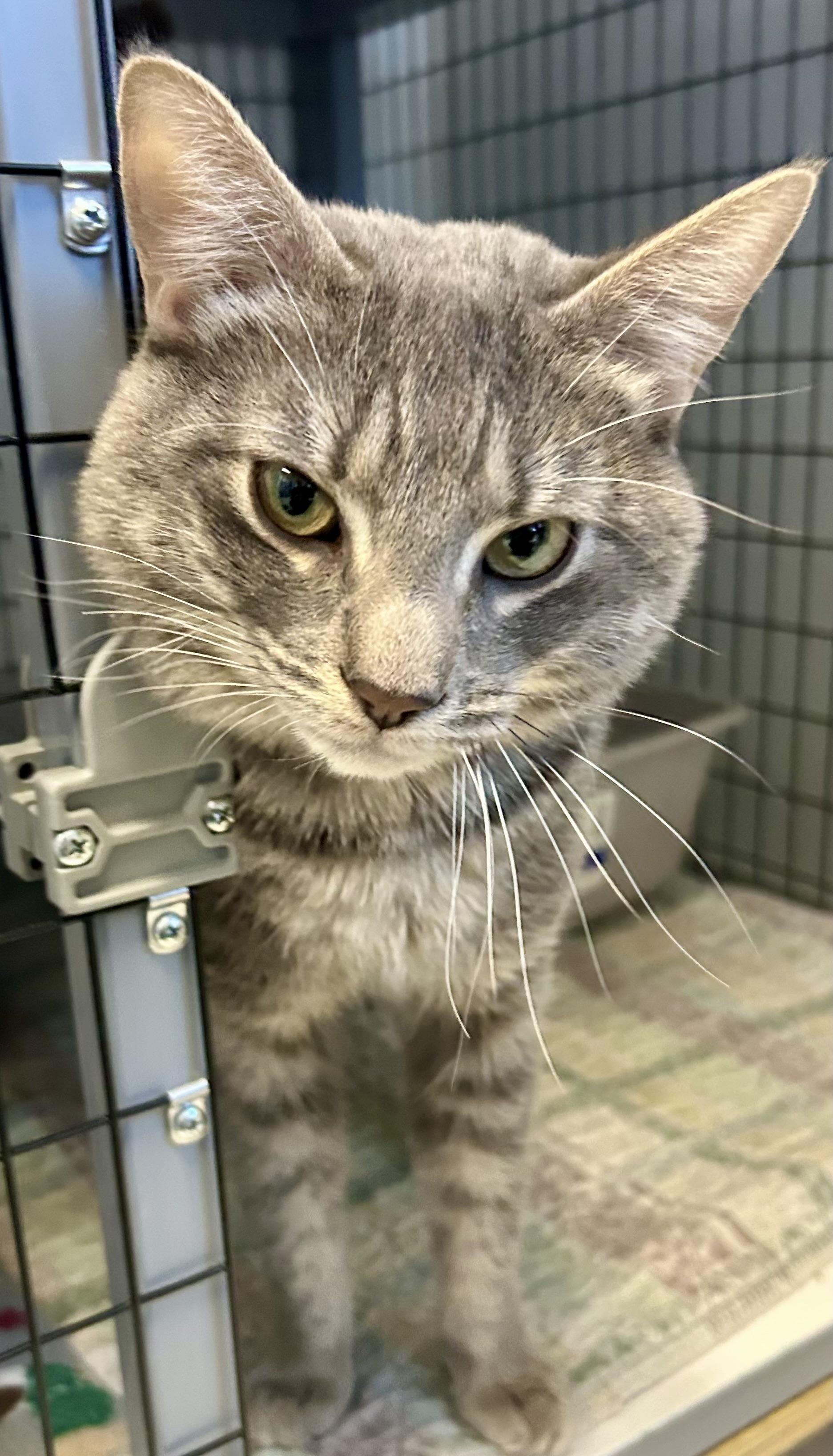 Enlarge Spoons , a ADOPTABLE Domestic Short Hair in Providence, RI image 5/6