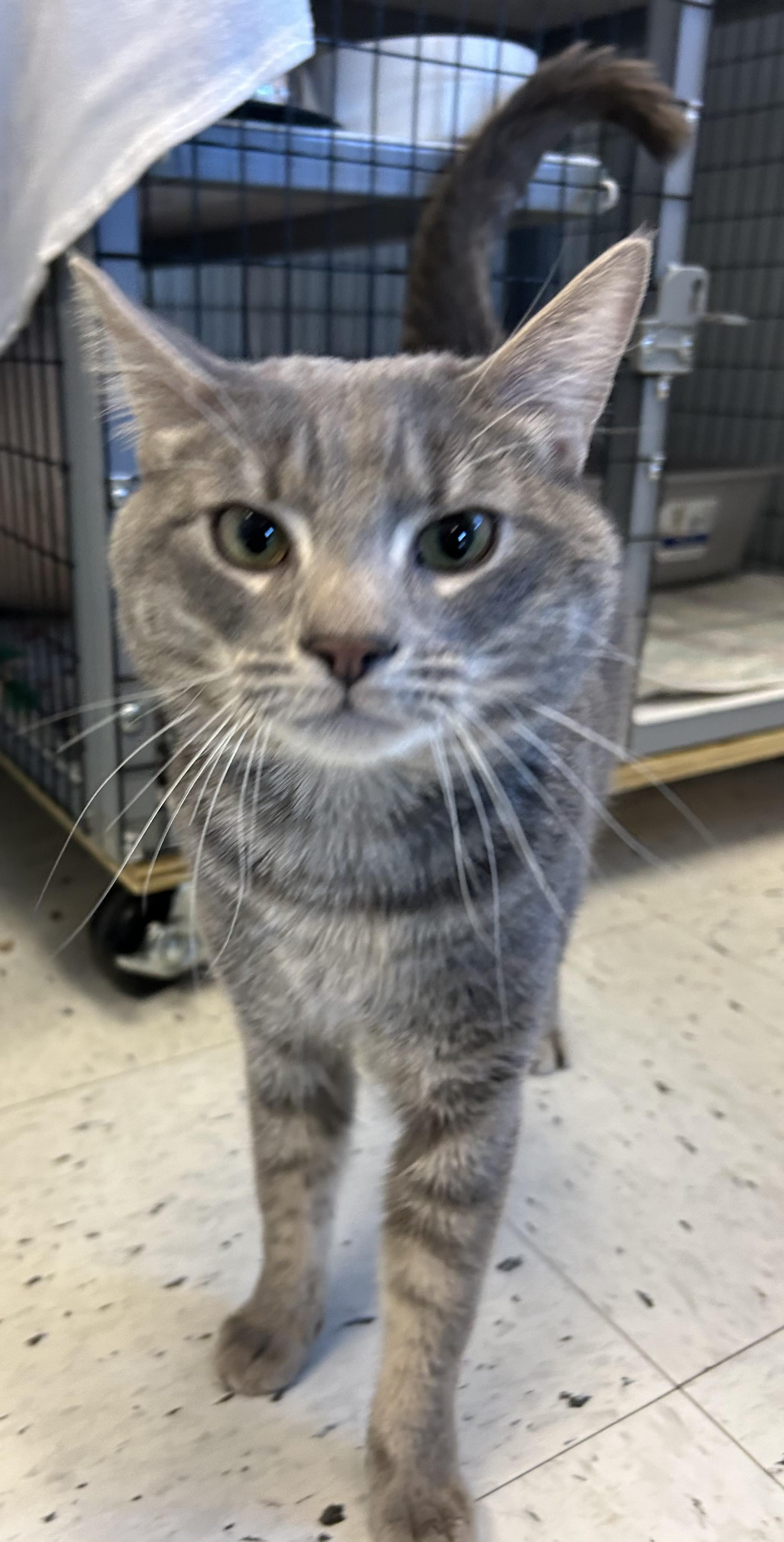 Enlarge Spoons , a ADOPTABLE Domestic Short Hair in Providence, RI image 3/6