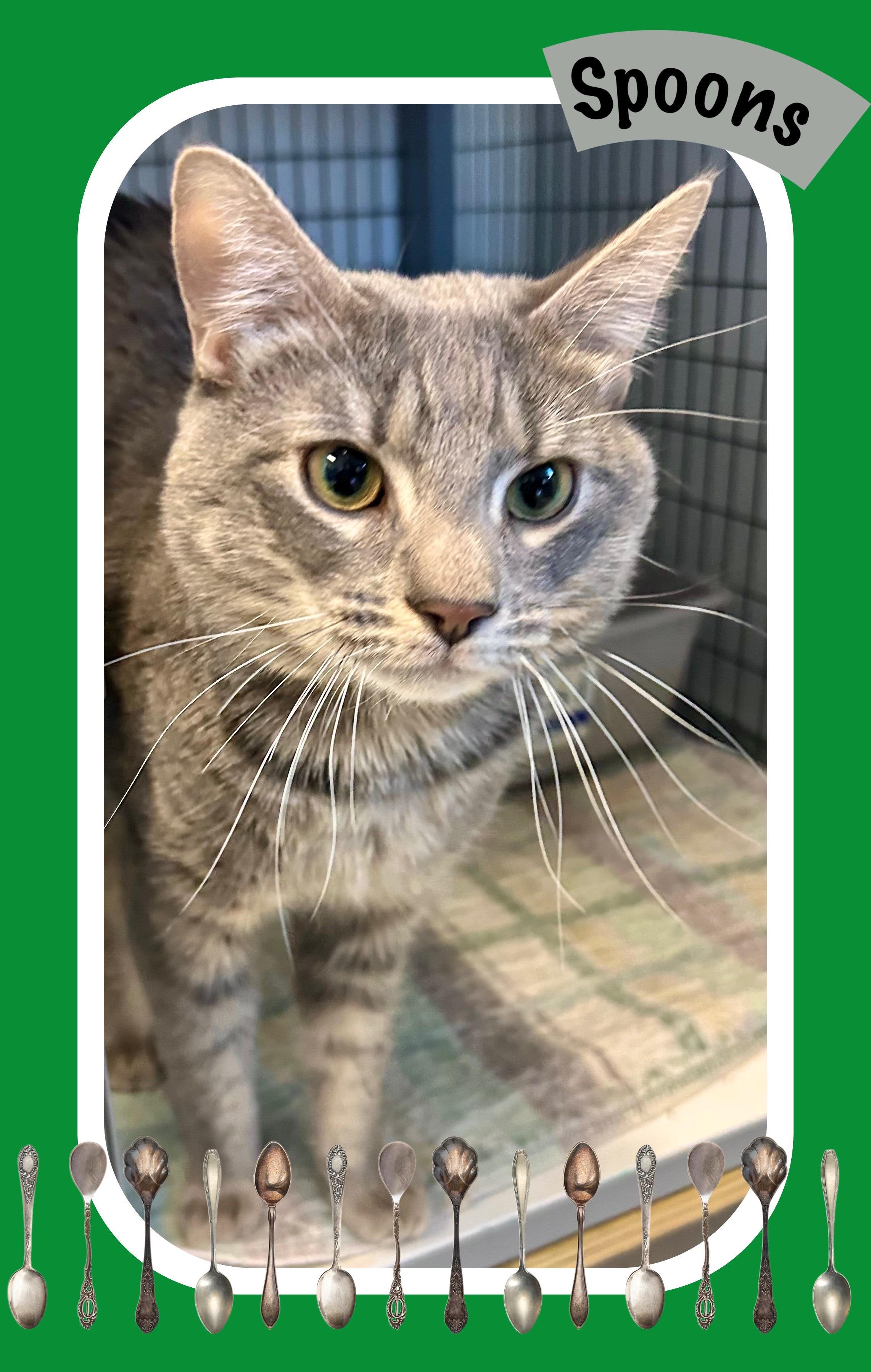 Enlarge Spoons , a ADOPTABLE Domestic Short Hair in Providence, RI image 1/6