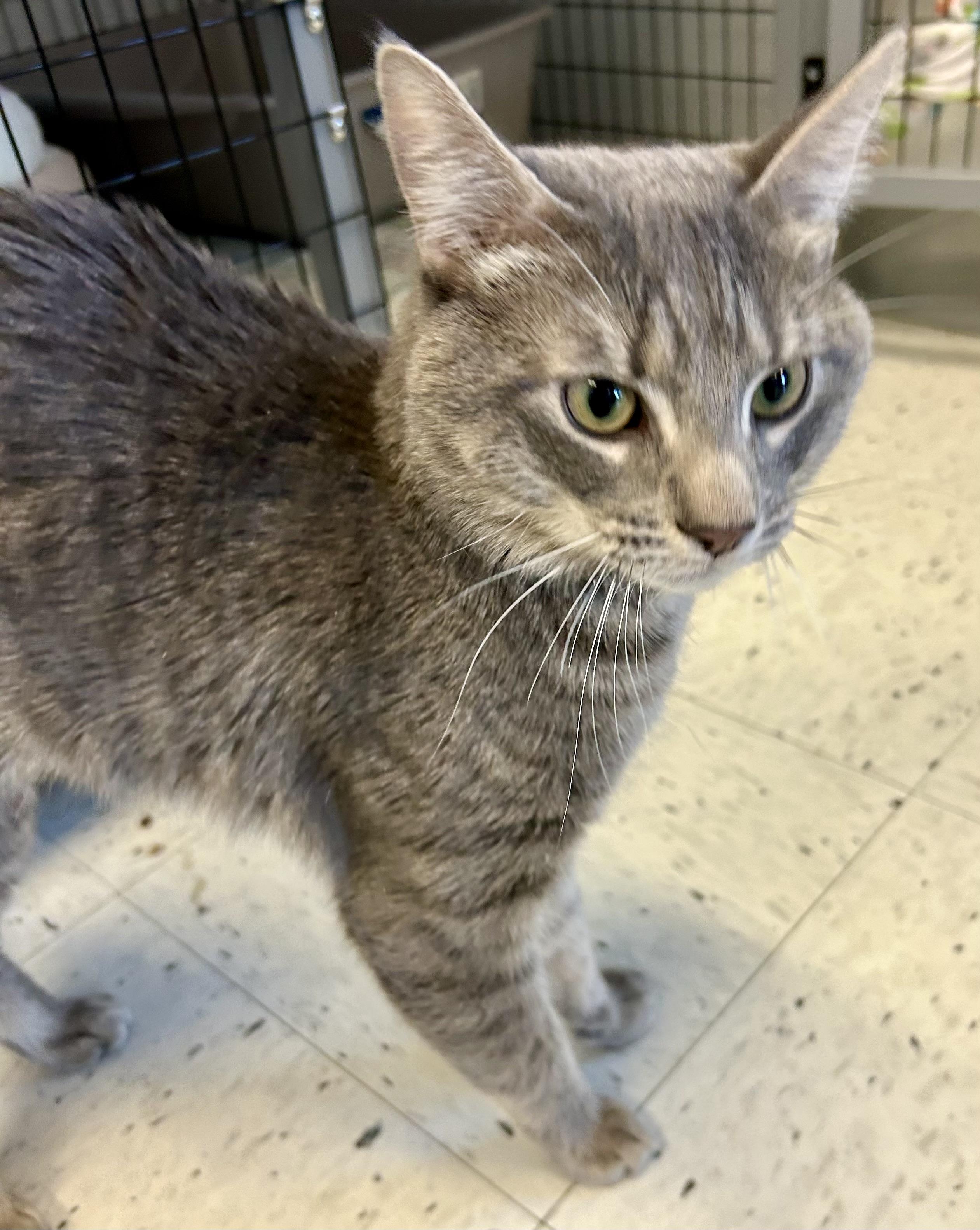 Enlarge Spoons , a ADOPTABLE Domestic Short Hair in Providence, RI image 6/6