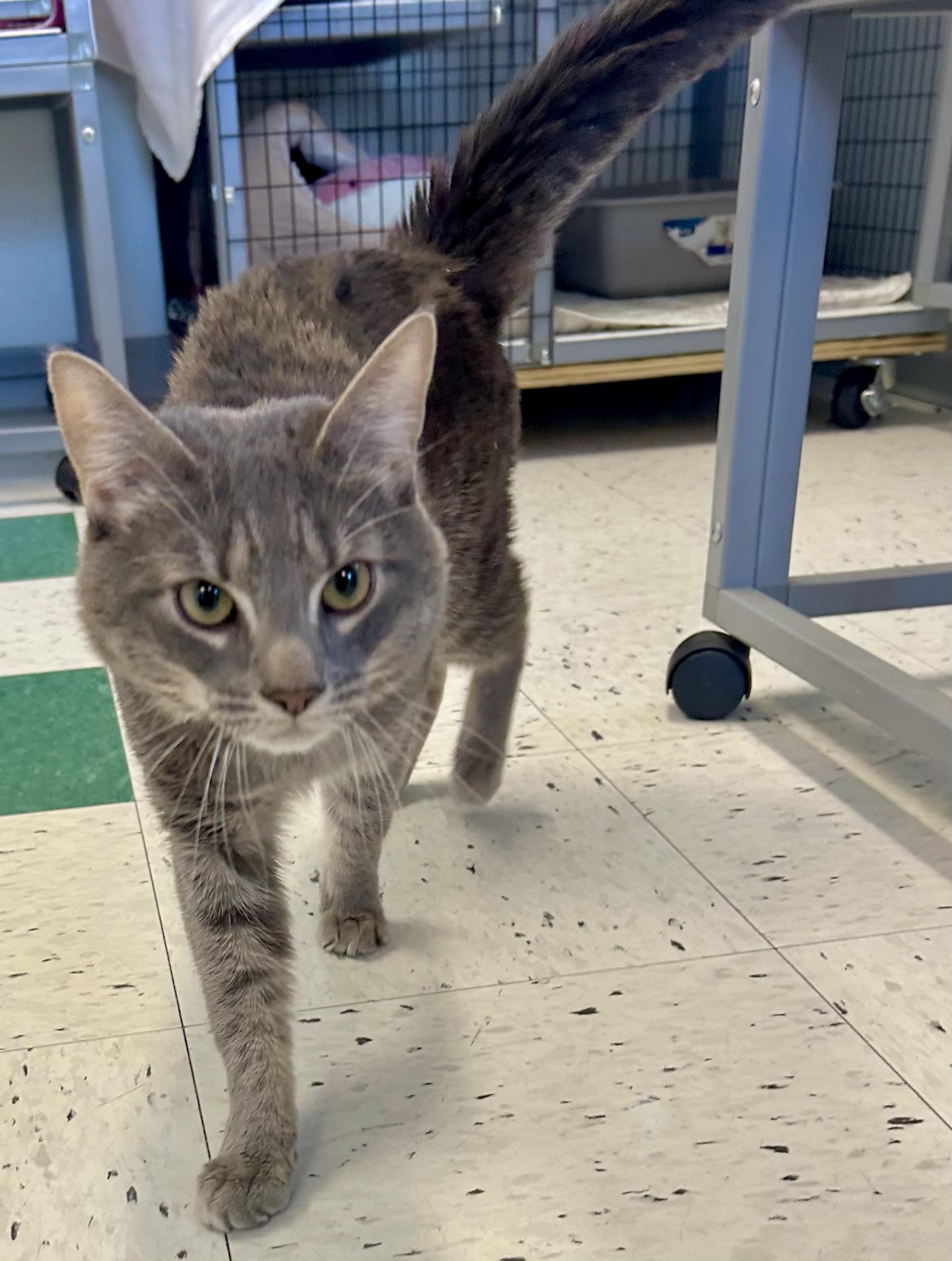 Enlarge Spoons , a ADOPTABLE Domestic Short Hair in Providence, RI image 2/6