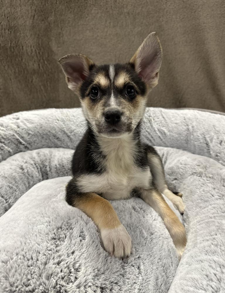 Flamingo, Adoptable, Puppy Female Border Collie.