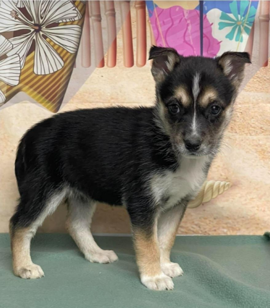 Enlarge Flamingo, a Adoptable Border Collie in Sedalia, CO image 2/3