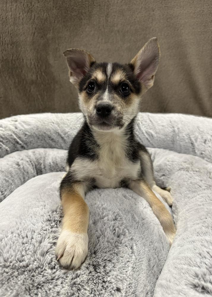 Enlarge Flamingo, a Adoptable Border Collie in Sedalia, CO image 3/3