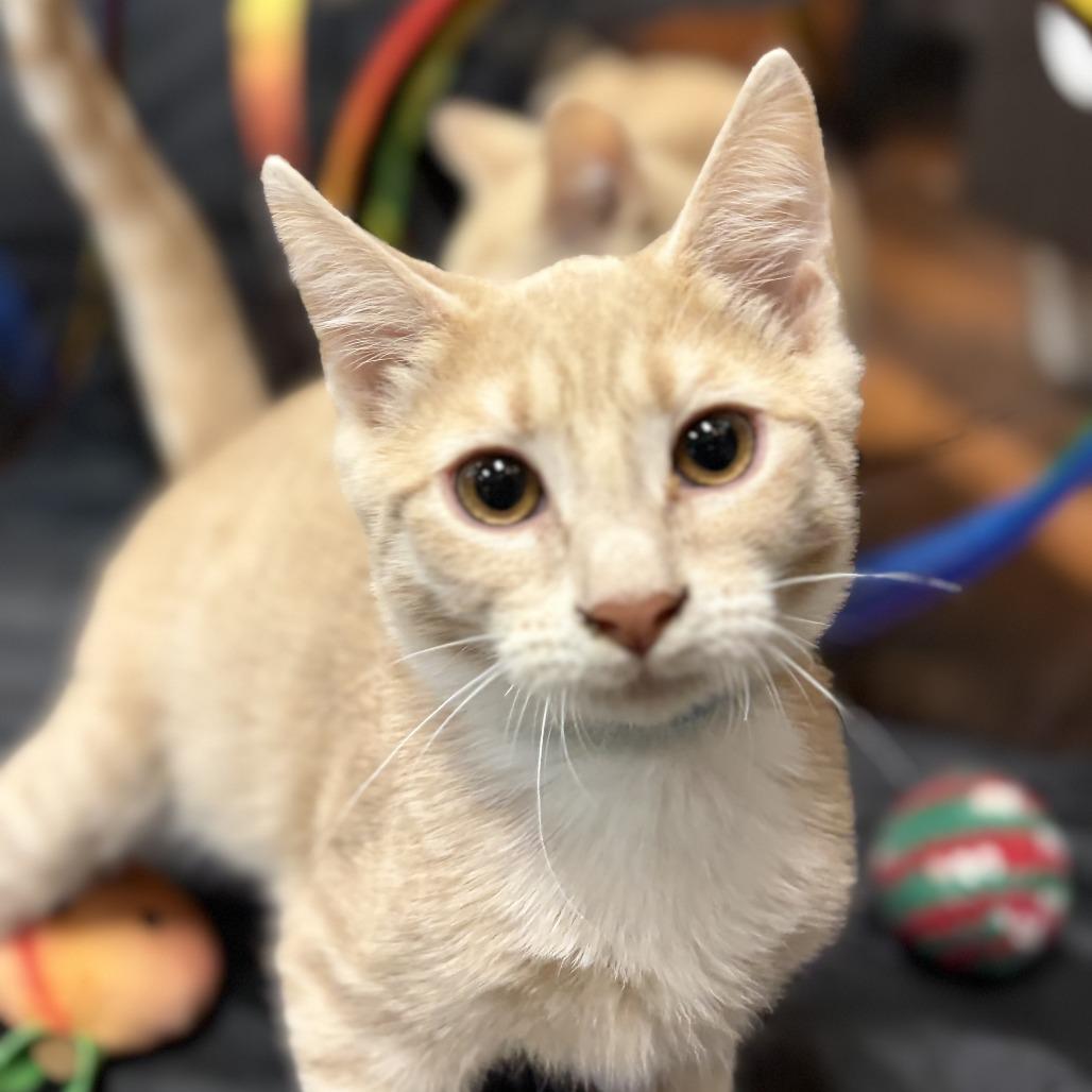 Enlarge Rusty, a Adoptable Domestic Short Hair in Ephrata, PA image 1/6