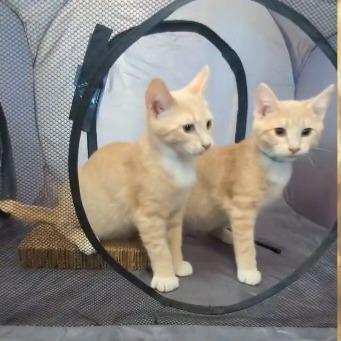 Enlarge Rusty, a Adoptable Domestic Short Hair in Ephrata, PA image 2/6