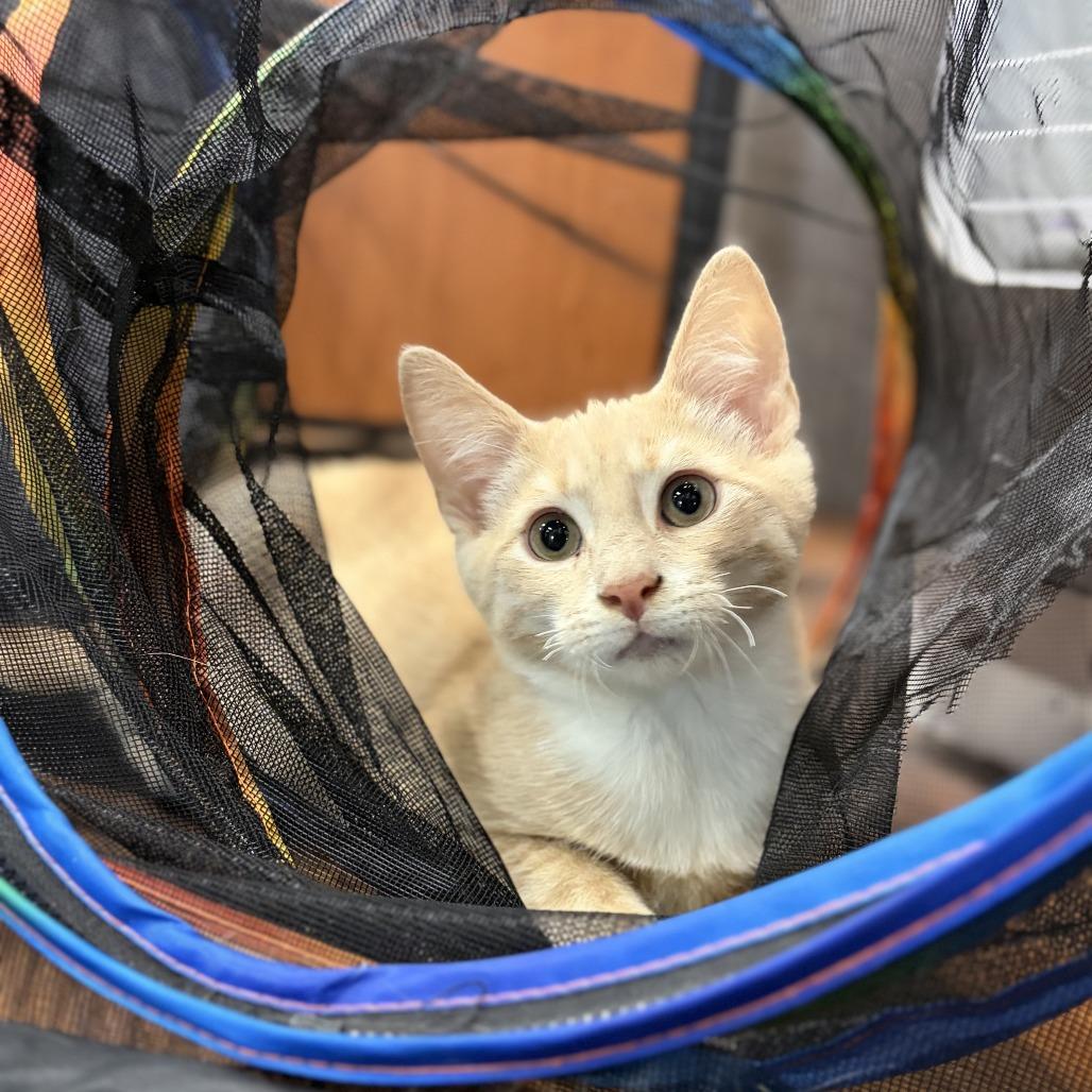 Enlarge Rusty, a Adoptable Domestic Short Hair in Ephrata, PA image 3/6