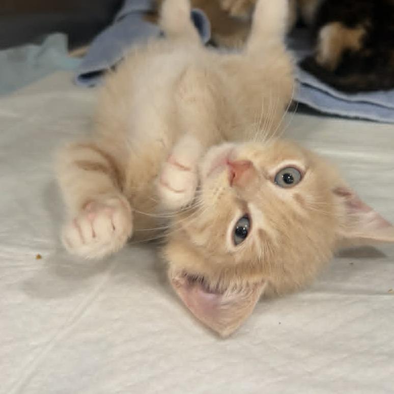 Enlarge Rusty, a Adoptable Domestic Short Hair in Ephrata, PA image 4/6