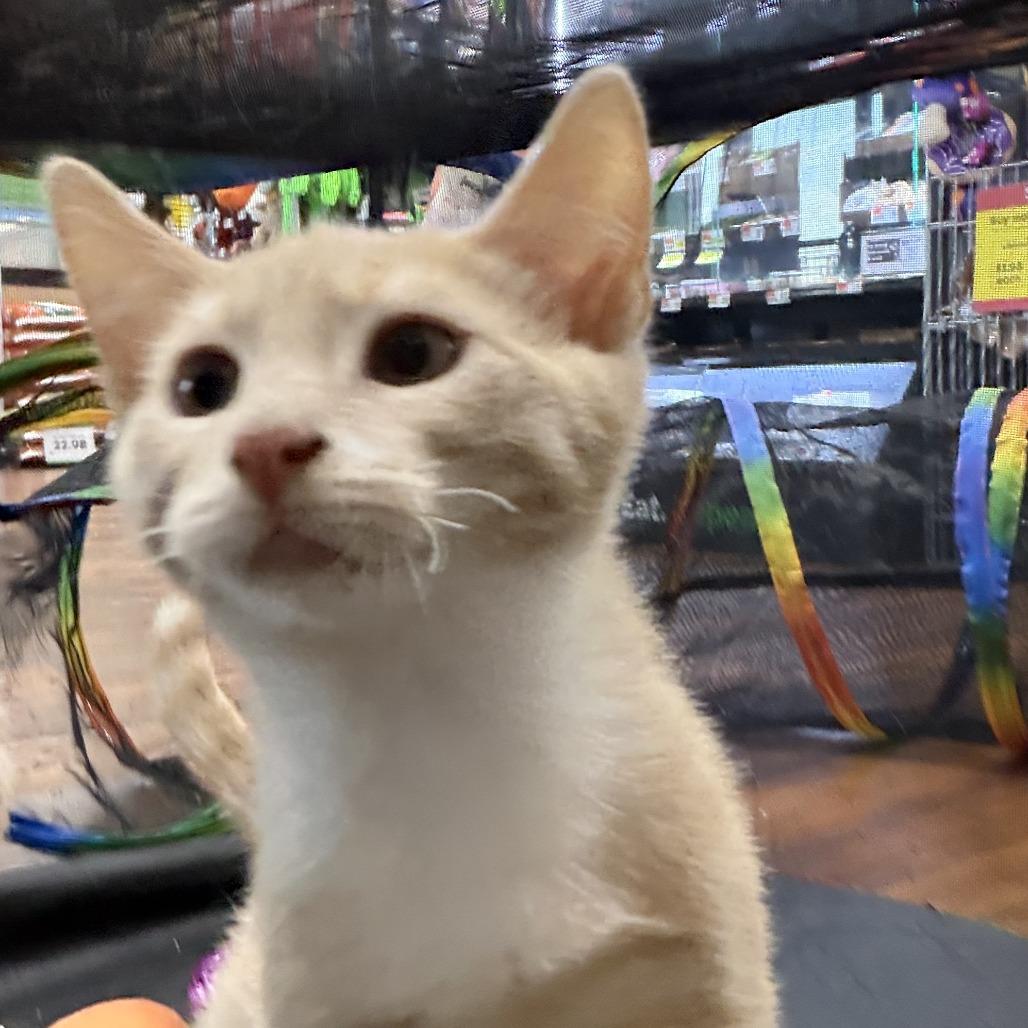 Enlarge Rusty, a Adoptable Domestic Short Hair in Ephrata, PA image 5/6