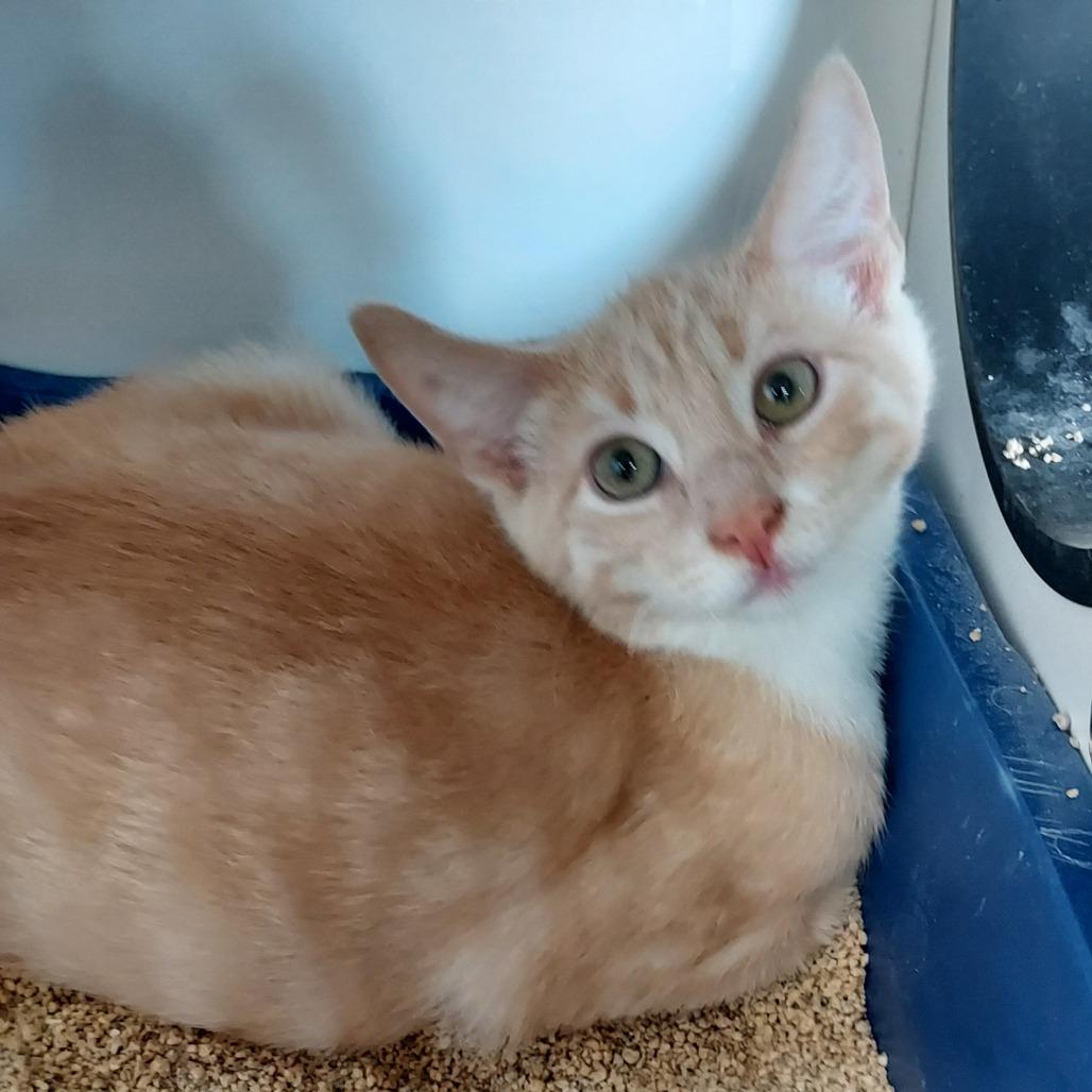Enlarge Rusty, a Adoptable Domestic Short Hair in Ephrata, PA image 6/6