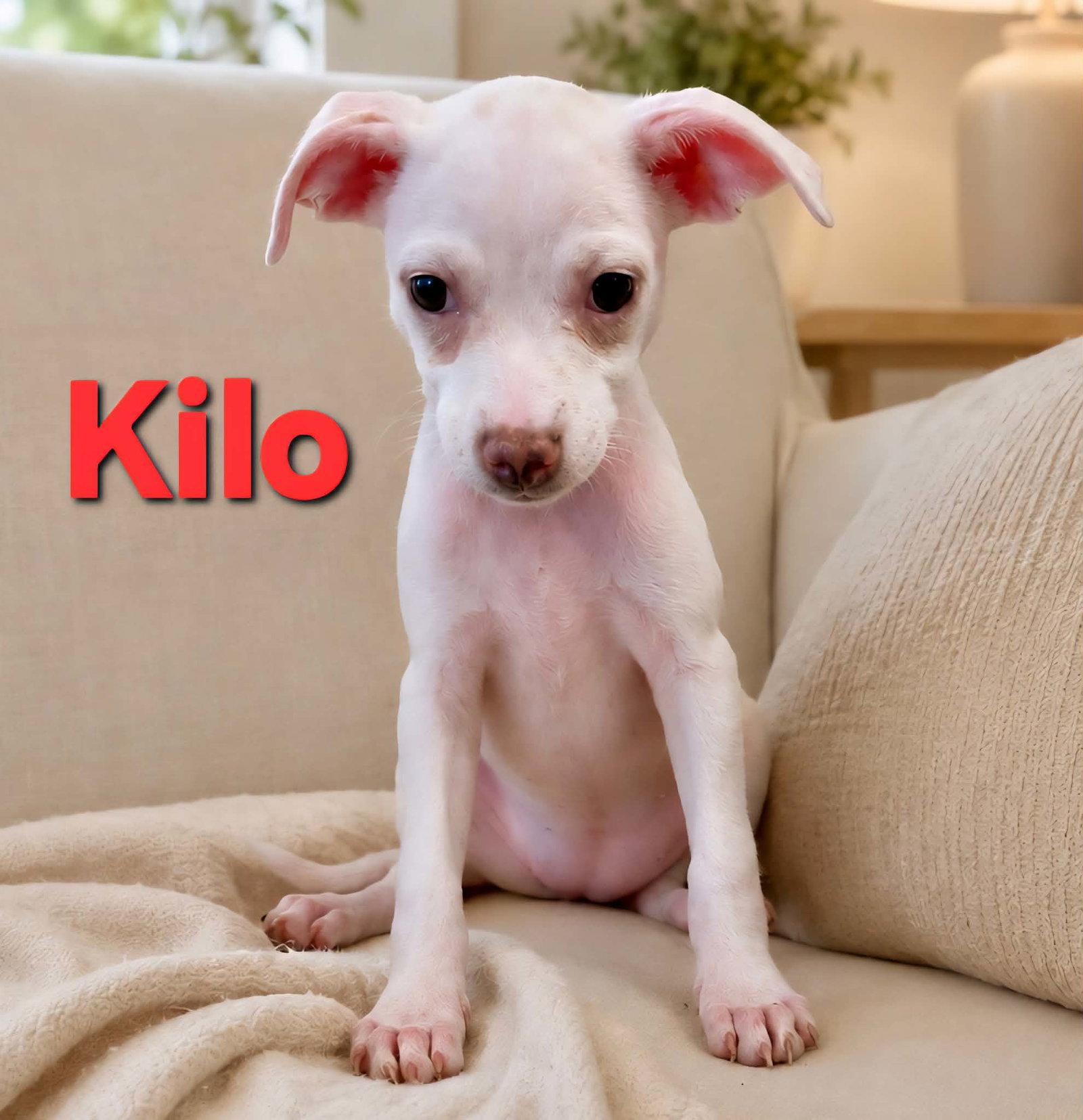 Tiffany Pup -Kilo, Adoptable, Puppy Female Jack Russell Terrier & Chihuahua.