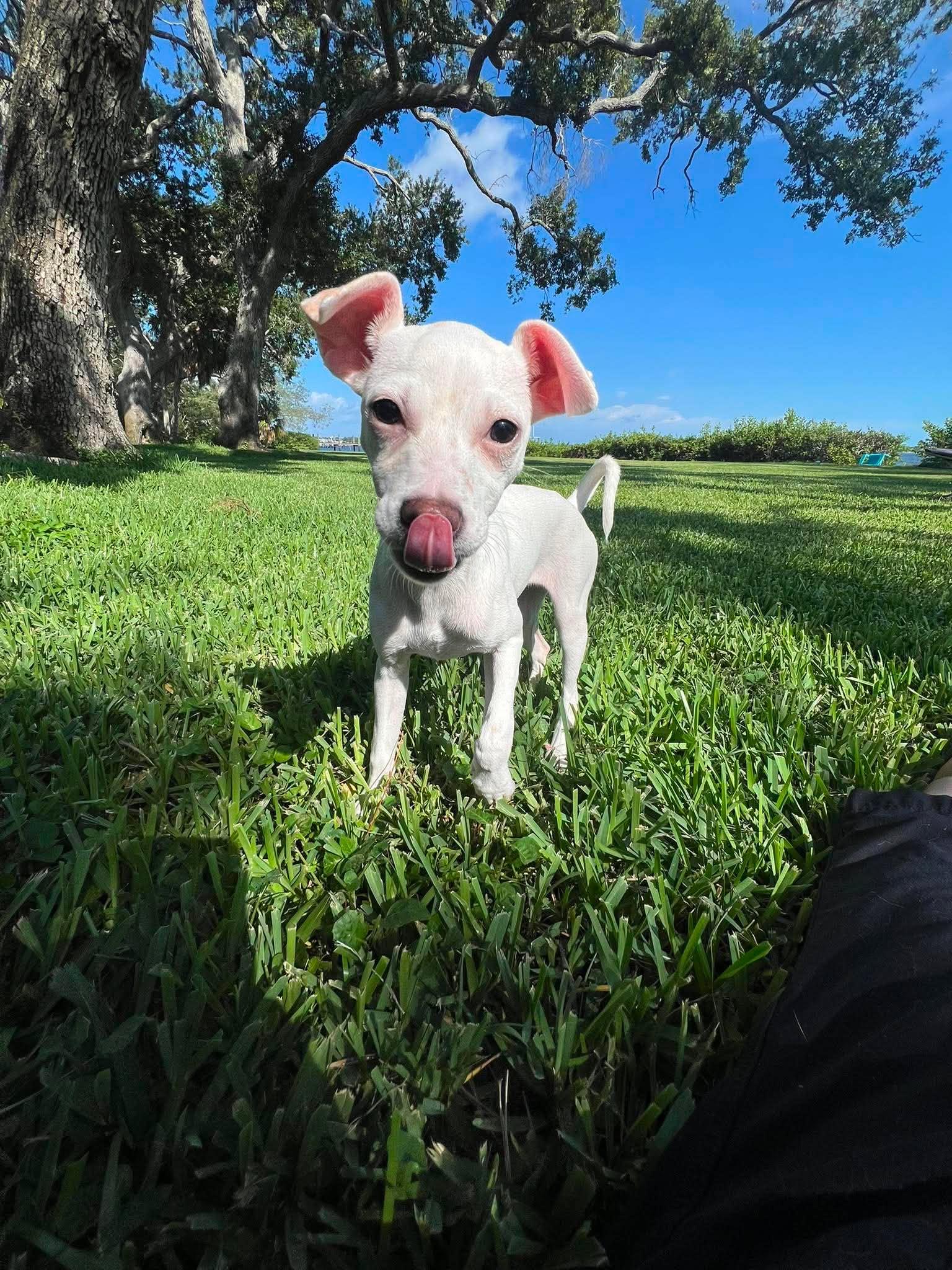 Enlarge Tiffany Pup -Kilo, a Adoptable mixed breed in Pompano Beach, FL image 2/3