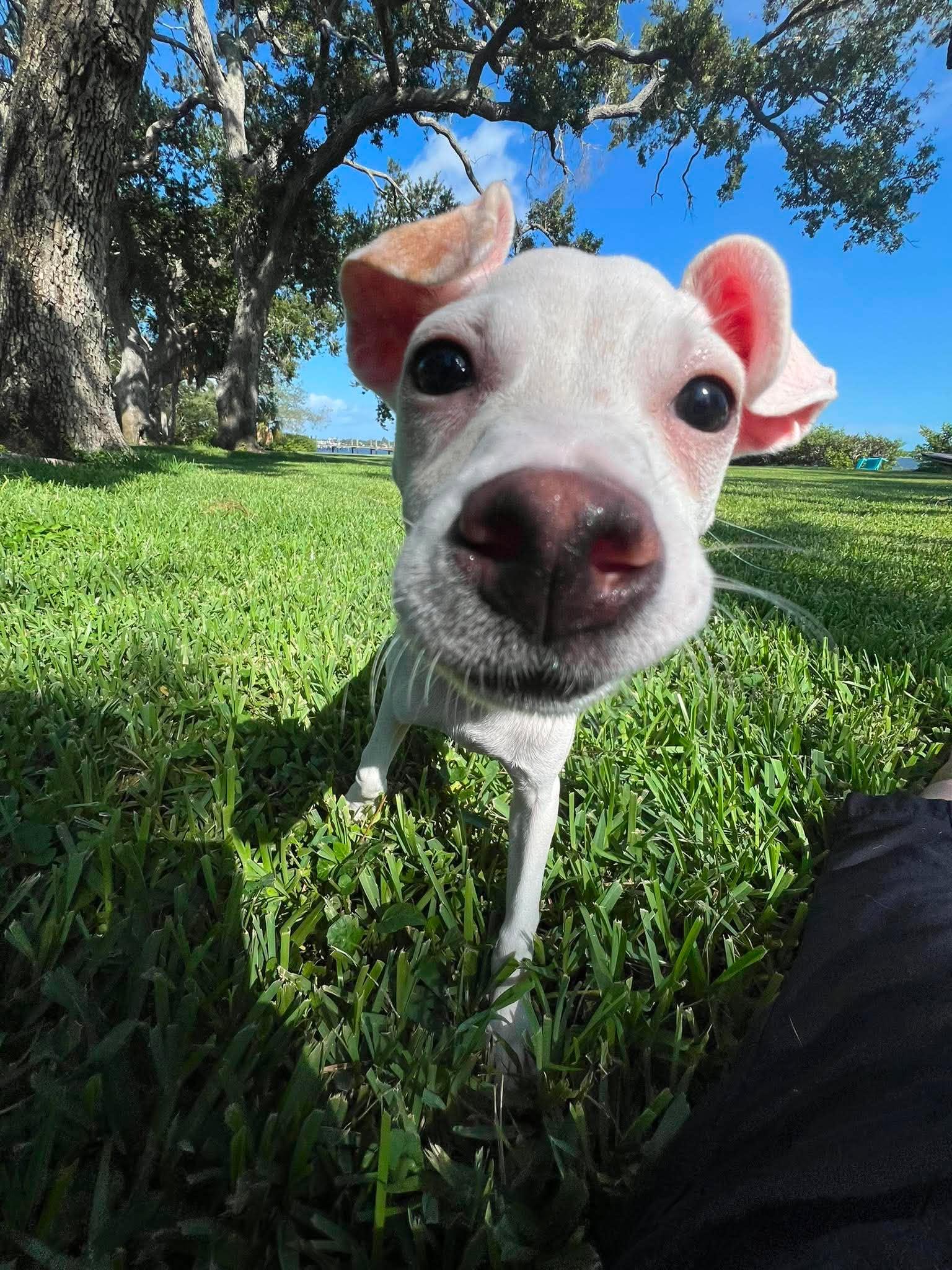 Enlarge Tiffany Pup -Kilo, a Adoptable mixed breed in Pompano Beach, FL image 3/3
