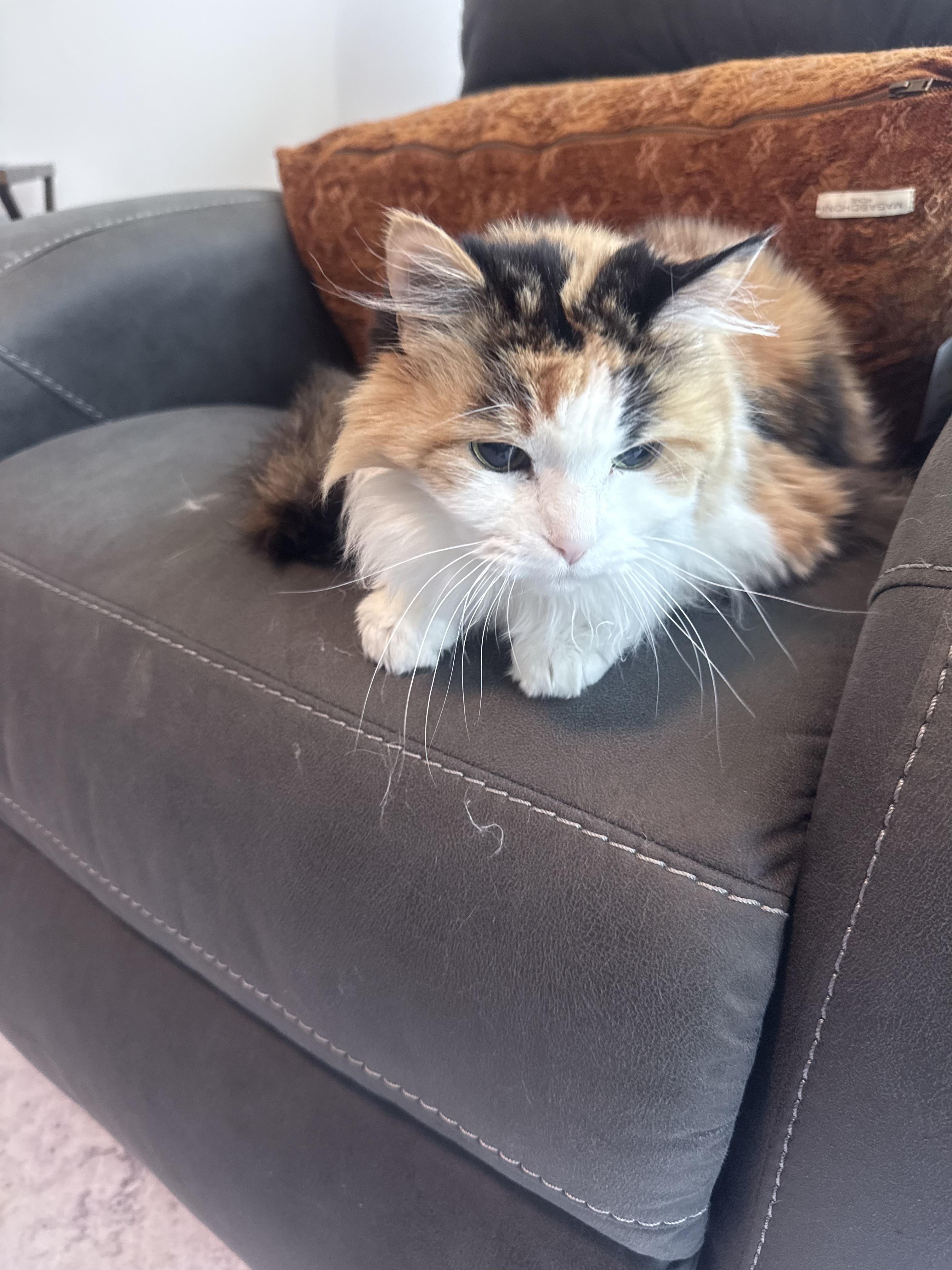 Enlarge Darla, a Adopted Calico in Perrineville, NJ image 1/2