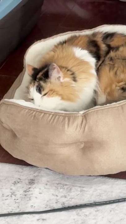 Enlarge Darla, a Adopted Calico in Perrineville, NJ video 2/2