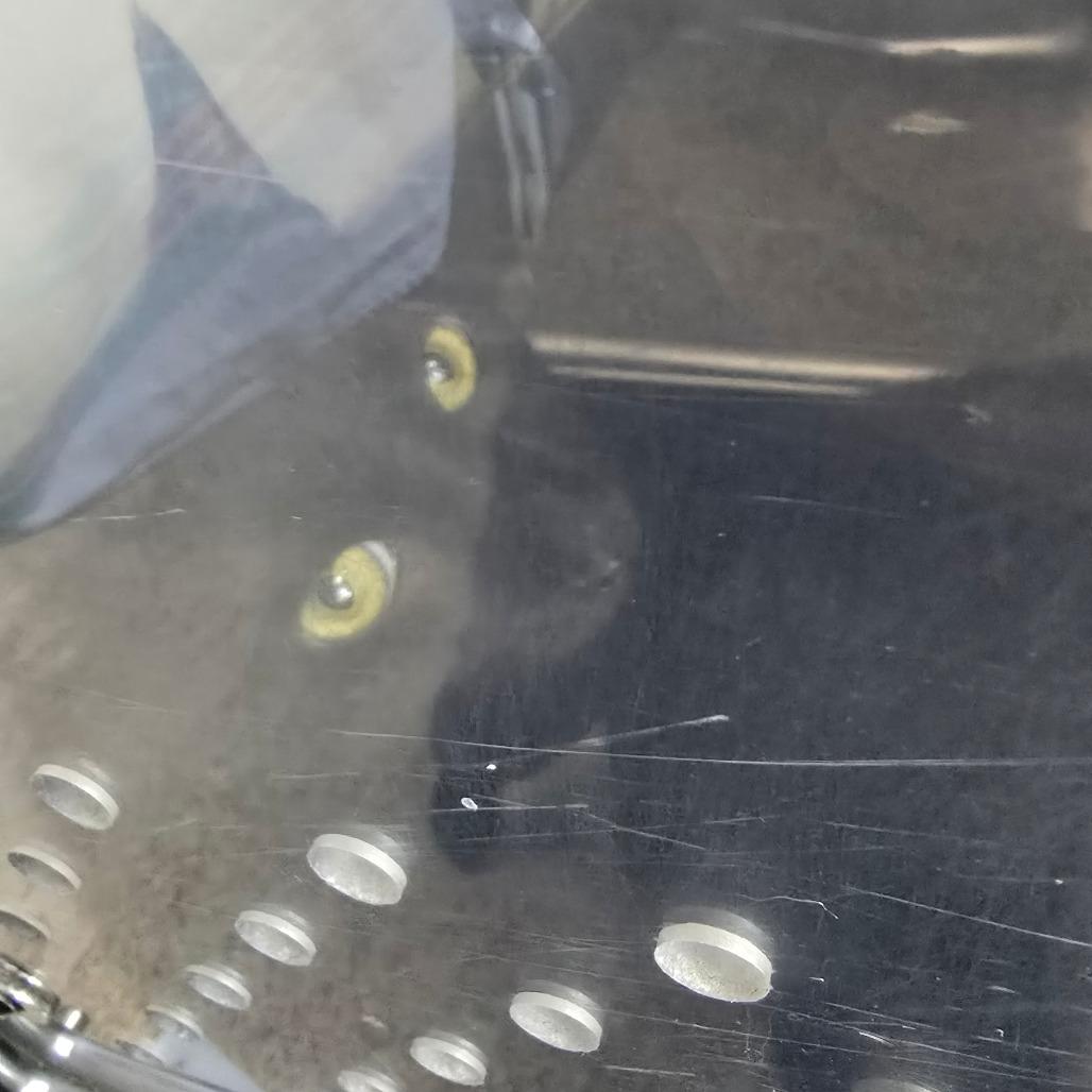 Inky New Mexico, Adoptable, Adult Male Domestic Short Hair.