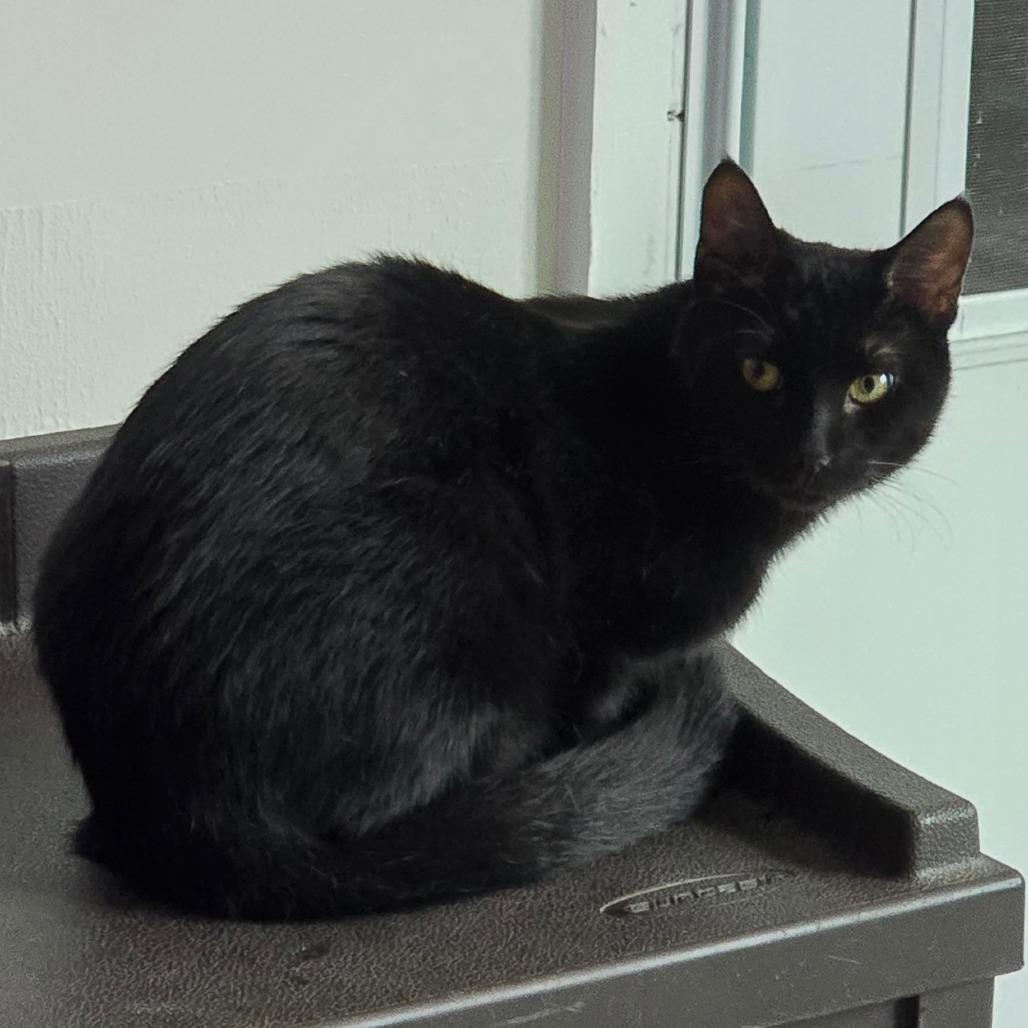 Inky New Mexico, a Adoptable Domestic Short Hair in Denver, CO image 2/6