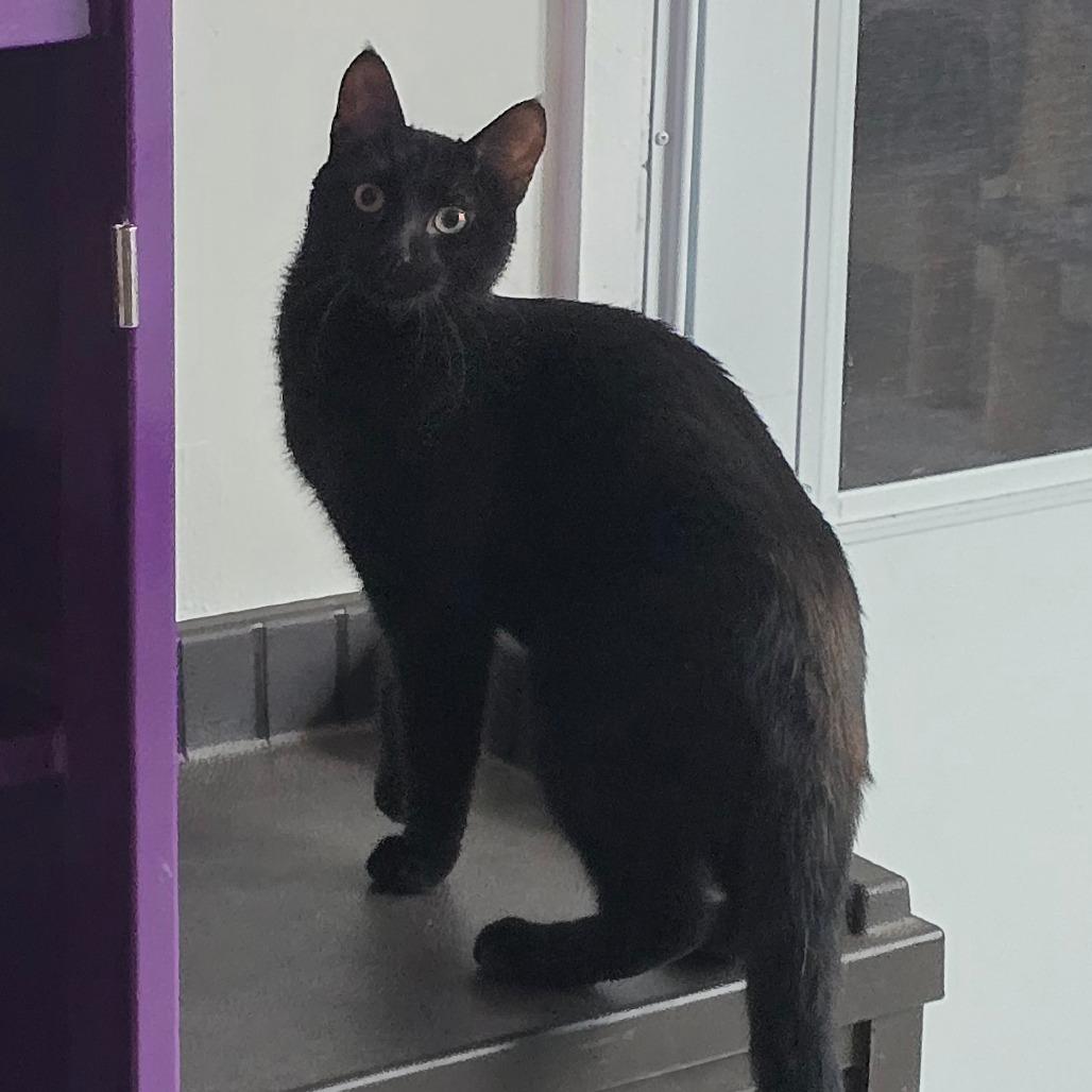 Inky New Mexico, a Adoptable Domestic Short Hair in Denver, CO image 3/6