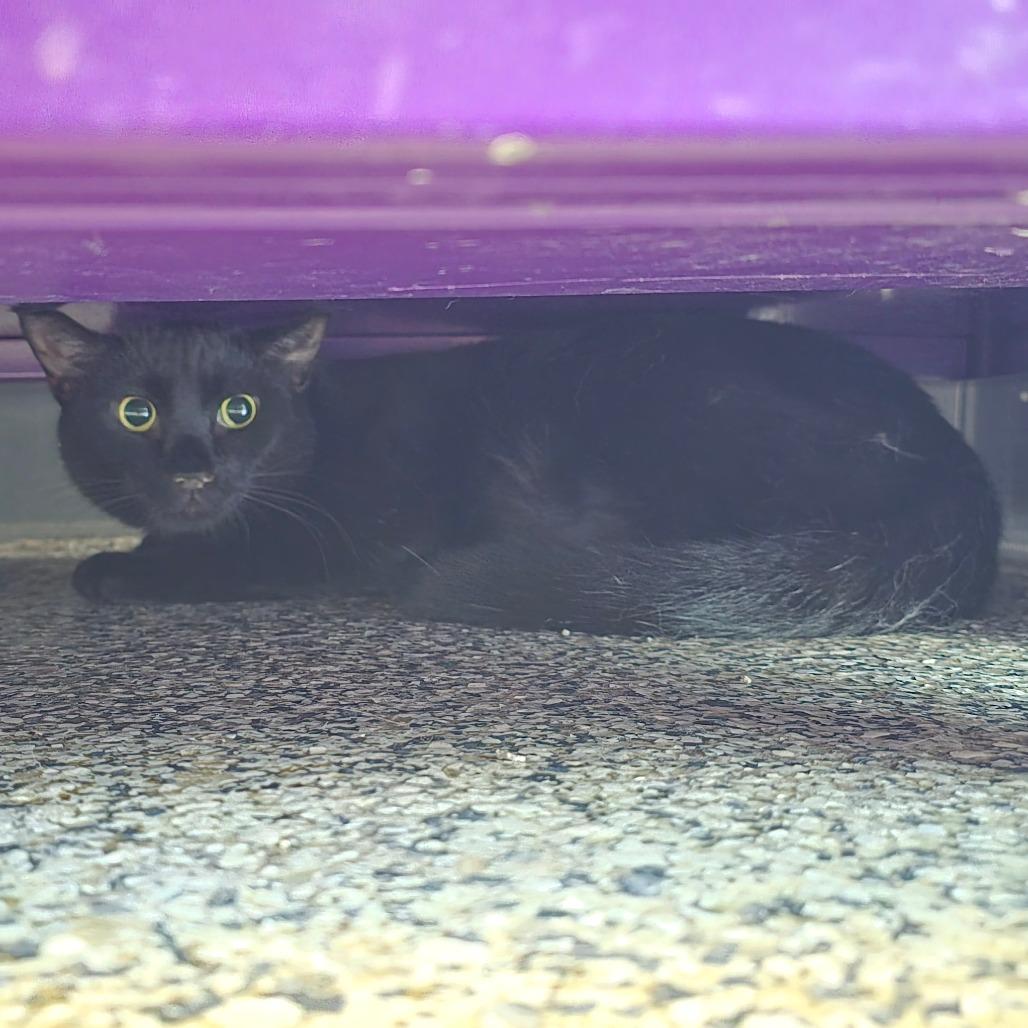 Inky New Mexico, a Adoptable Domestic Short Hair in Denver, CO image 5/6