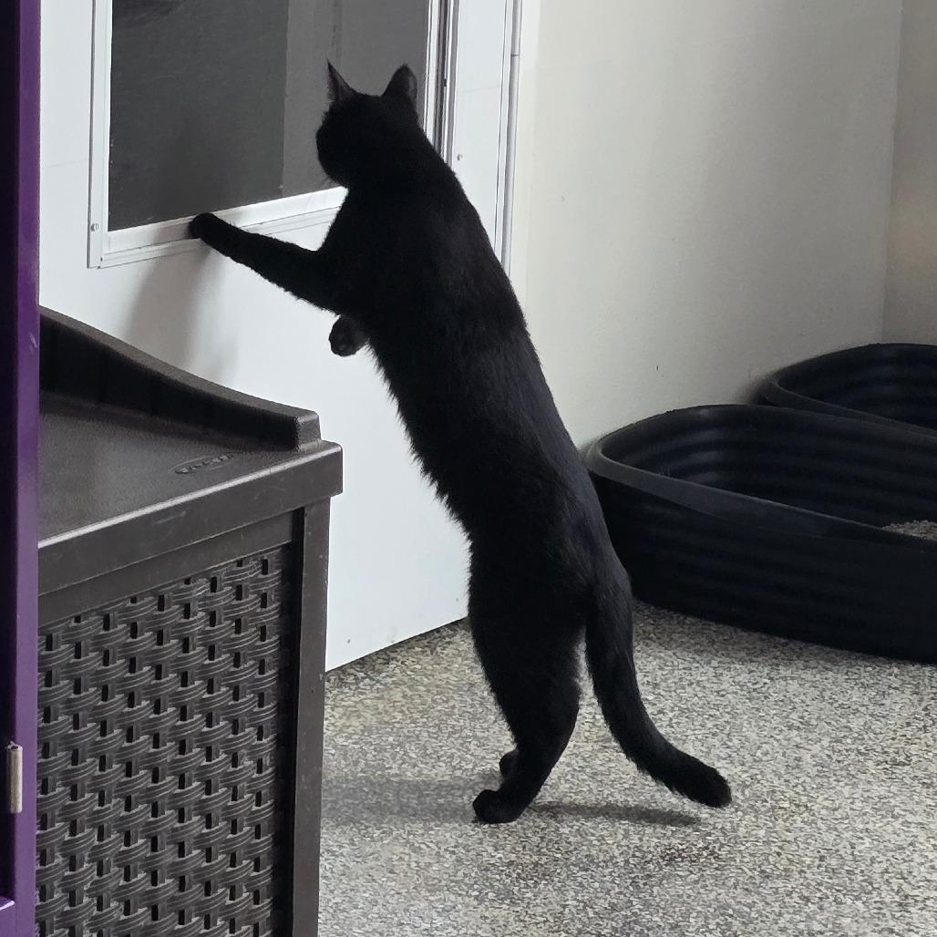 Inky New Mexico, a Adoptable Domestic Short Hair in Denver, CO image 6/6