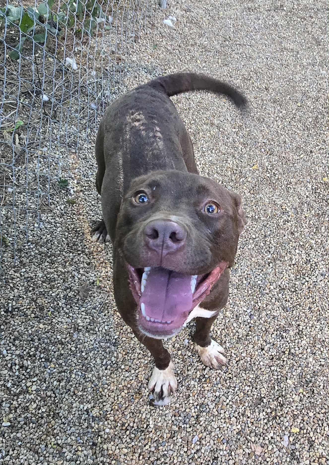 Enlarge Sam, a Adoptable mixed breed in Freeport, IL image 2/6