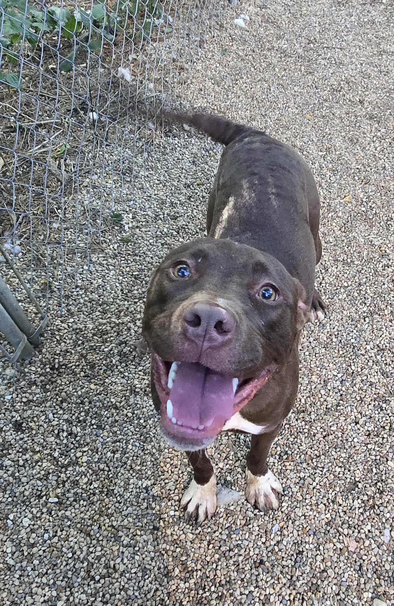 Enlarge Sam, a Adoptable mixed breed in Freeport, IL image 3/6