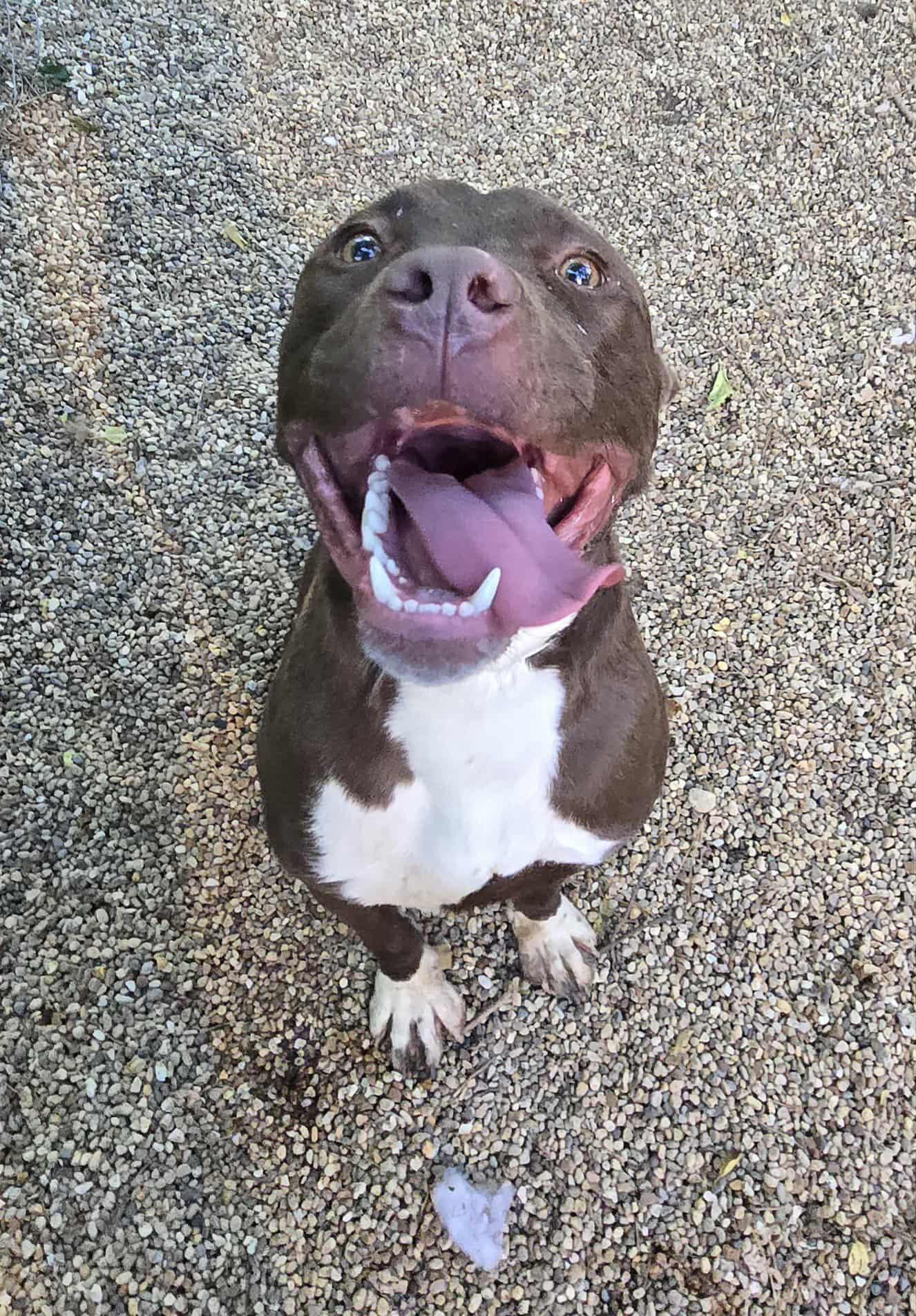 Enlarge Sam, a Adoptable mixed breed in Freeport, IL image 4/6