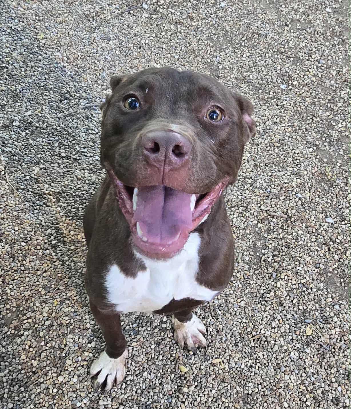 Sam, Adoptable, Young Male Pit Bull Terrier.