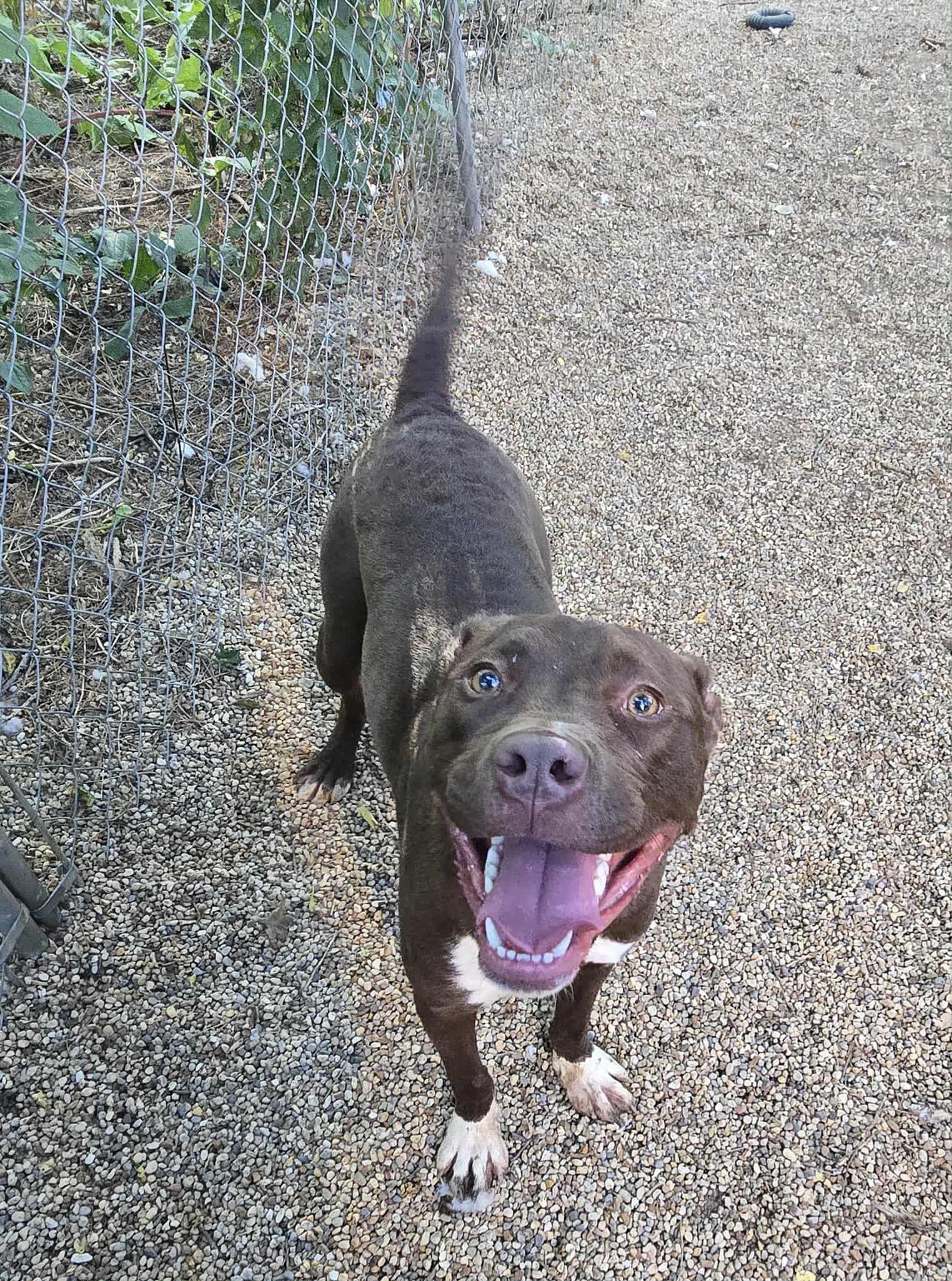 Enlarge Sam, a Adoptable mixed breed in Freeport, IL image 5/6