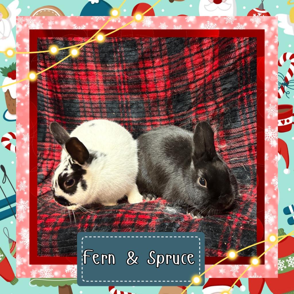 Enlarge Fern, a Adoptable Dwarf in Elizabethtown, KY image 1/5
