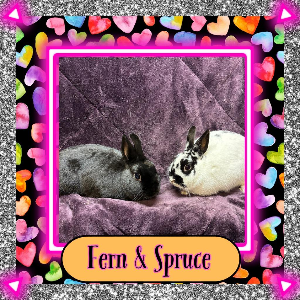 Enlarge Fern, a Adoptable Dwarf in Elizabethtown, KY image 4/5