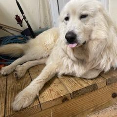 Lambert, Adoptable, Adult Male Great Pyrenees.