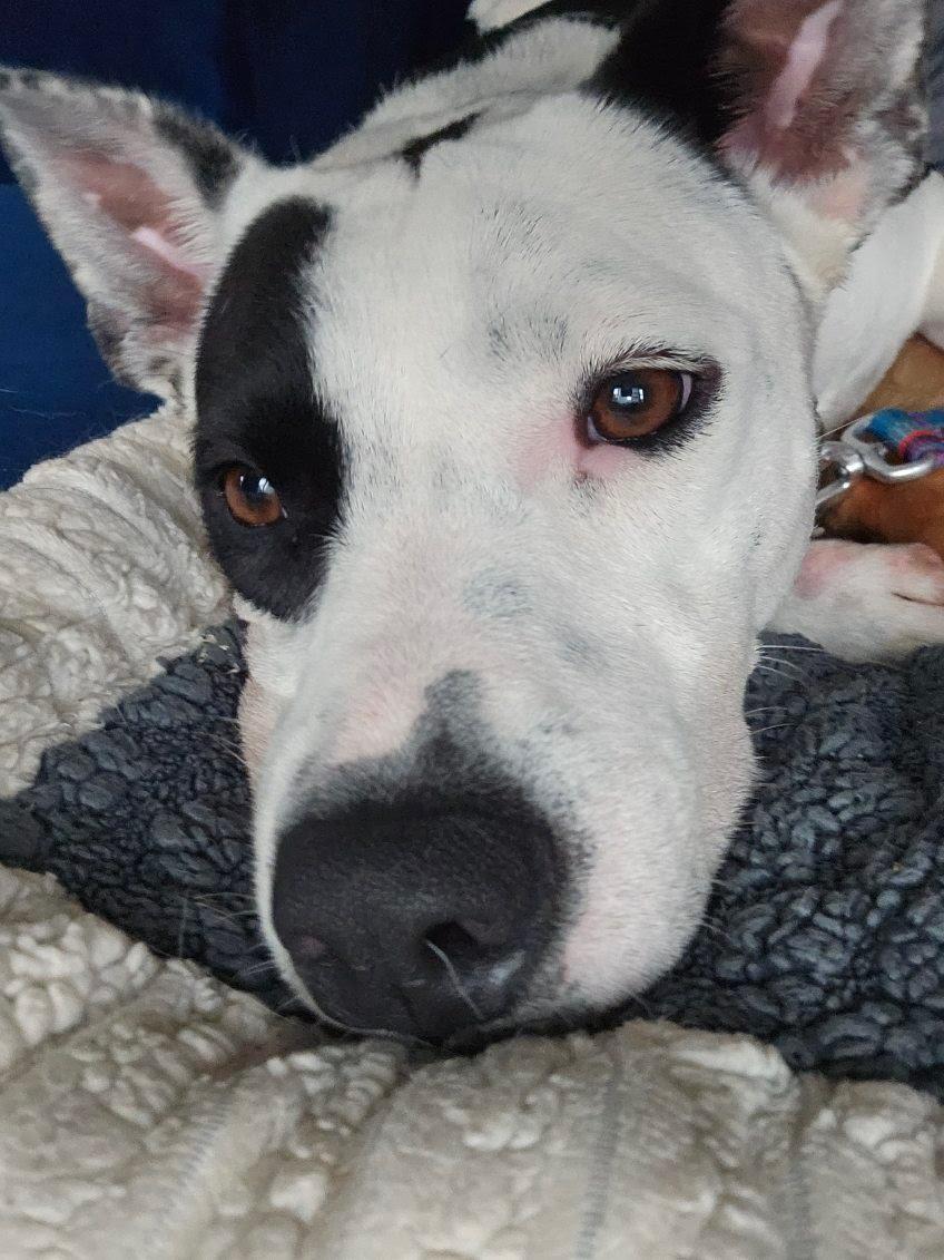 Enlarge Callie, a ADOPTABLE mixed breed in Oswego, IL image 1/4