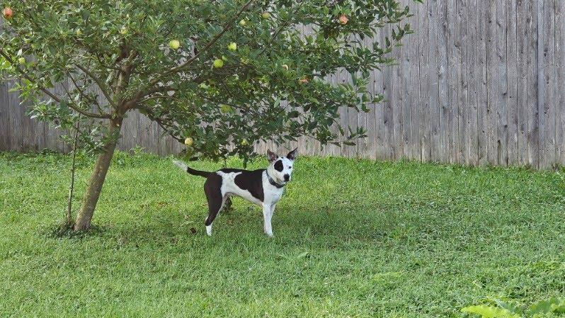Enlarge Callie, a ADOPTABLE mixed breed in Oswego, IL image 3/4