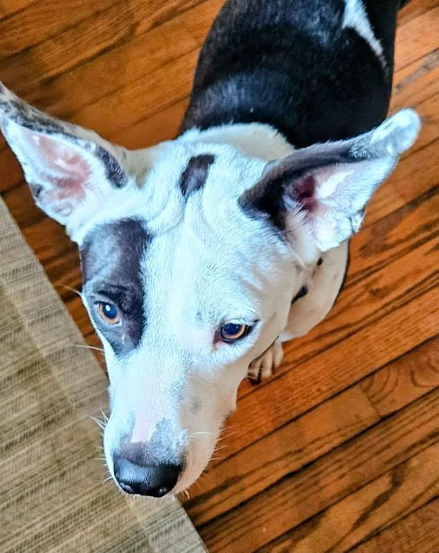 Enlarge Callie, a ADOPTABLE mixed breed in Oswego, IL image 4/4