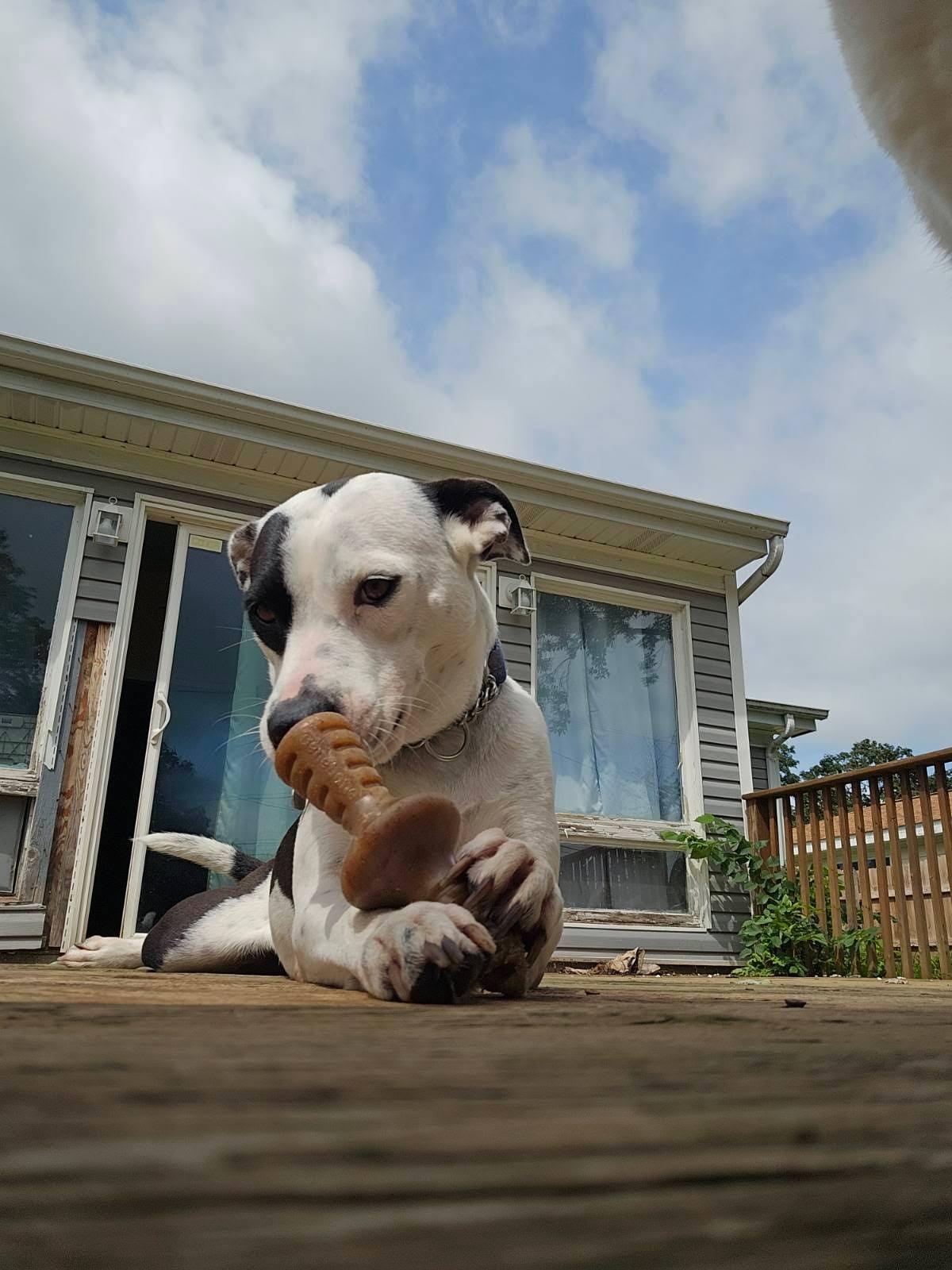 Enlarge Callie, a ADOPTABLE mixed breed in Oswego, IL image 2/4