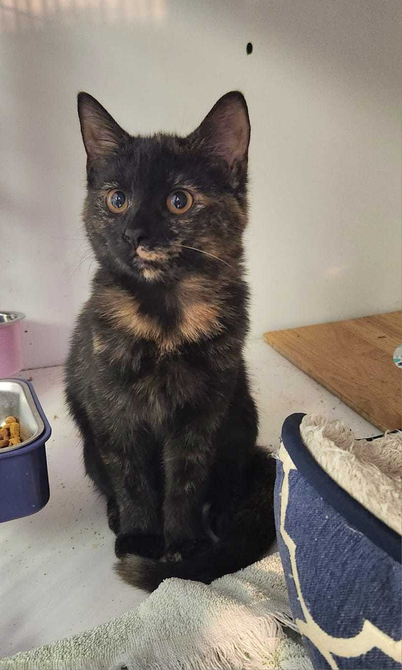 Boo, Adoptable, Kitten Female Domestic Medium Hair.