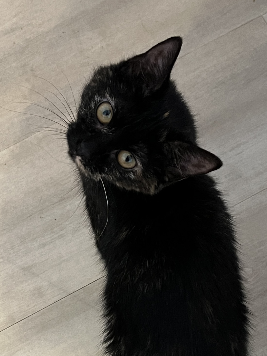 Boo, a Adoptable Domestic Medium Hair in West Mifflin, PA image 2/3