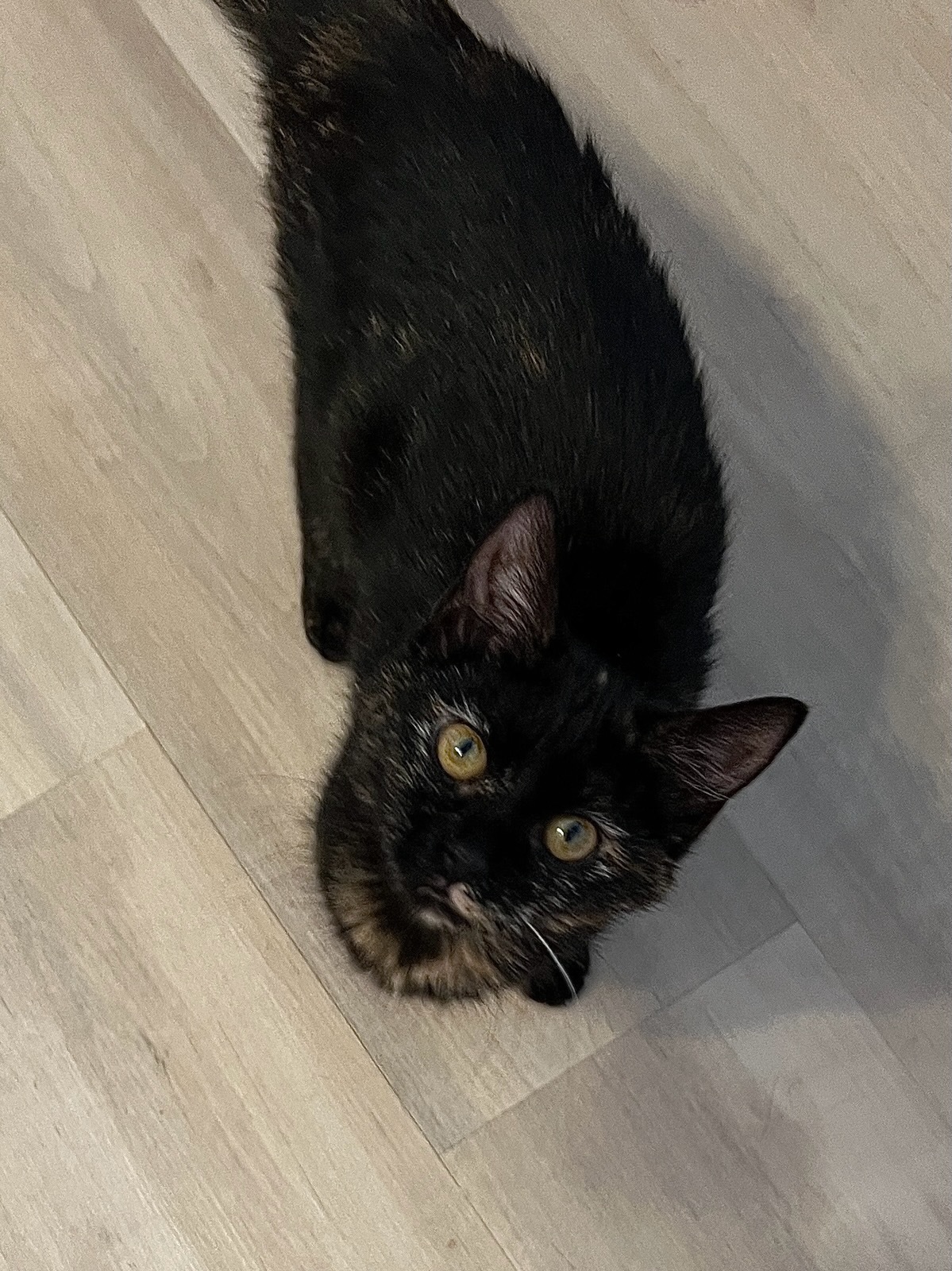 Boo, a Adoptable Domestic Medium Hair in West Mifflin, PA image 3/3