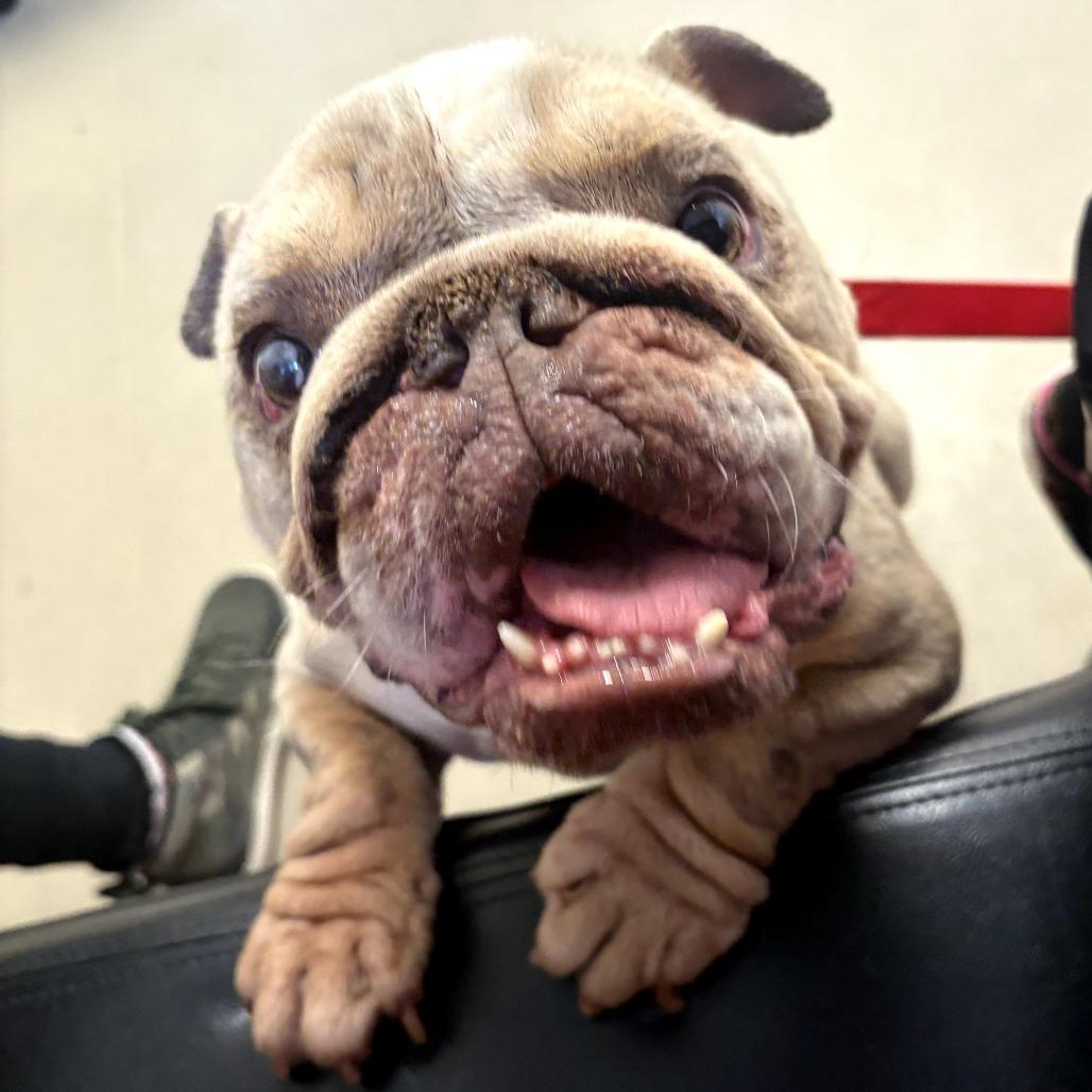 Enlarge Opal, a Adoptable mixed breed in Sacramento, CA image 1/2