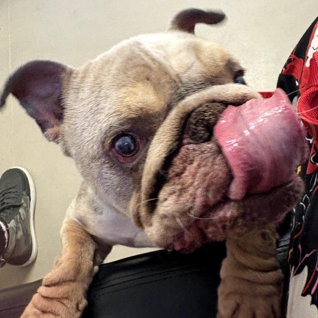 Enlarge Opal, a Adoptable mixed breed in Sacramento, CA image 2/2